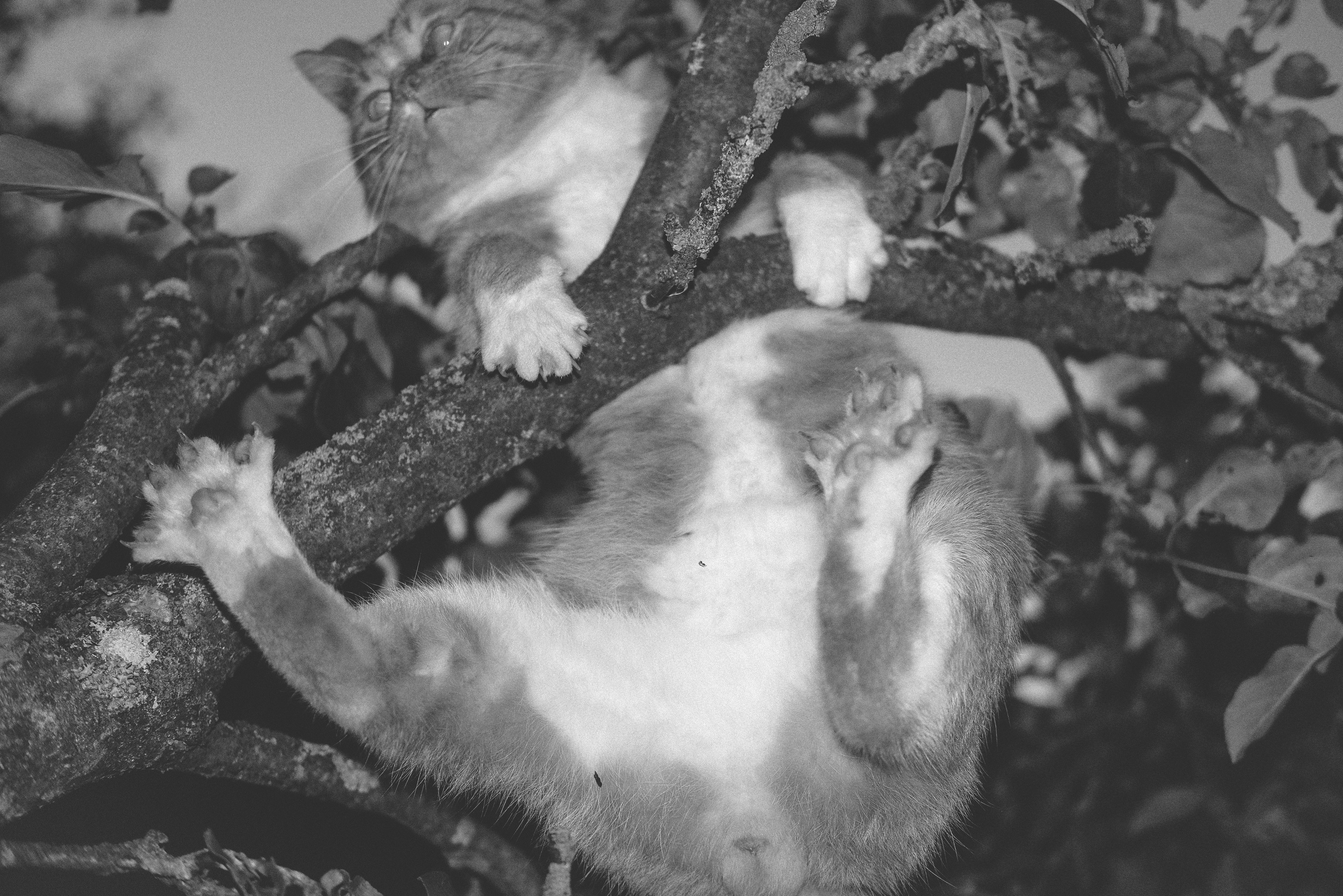 Жизнь сада. Works