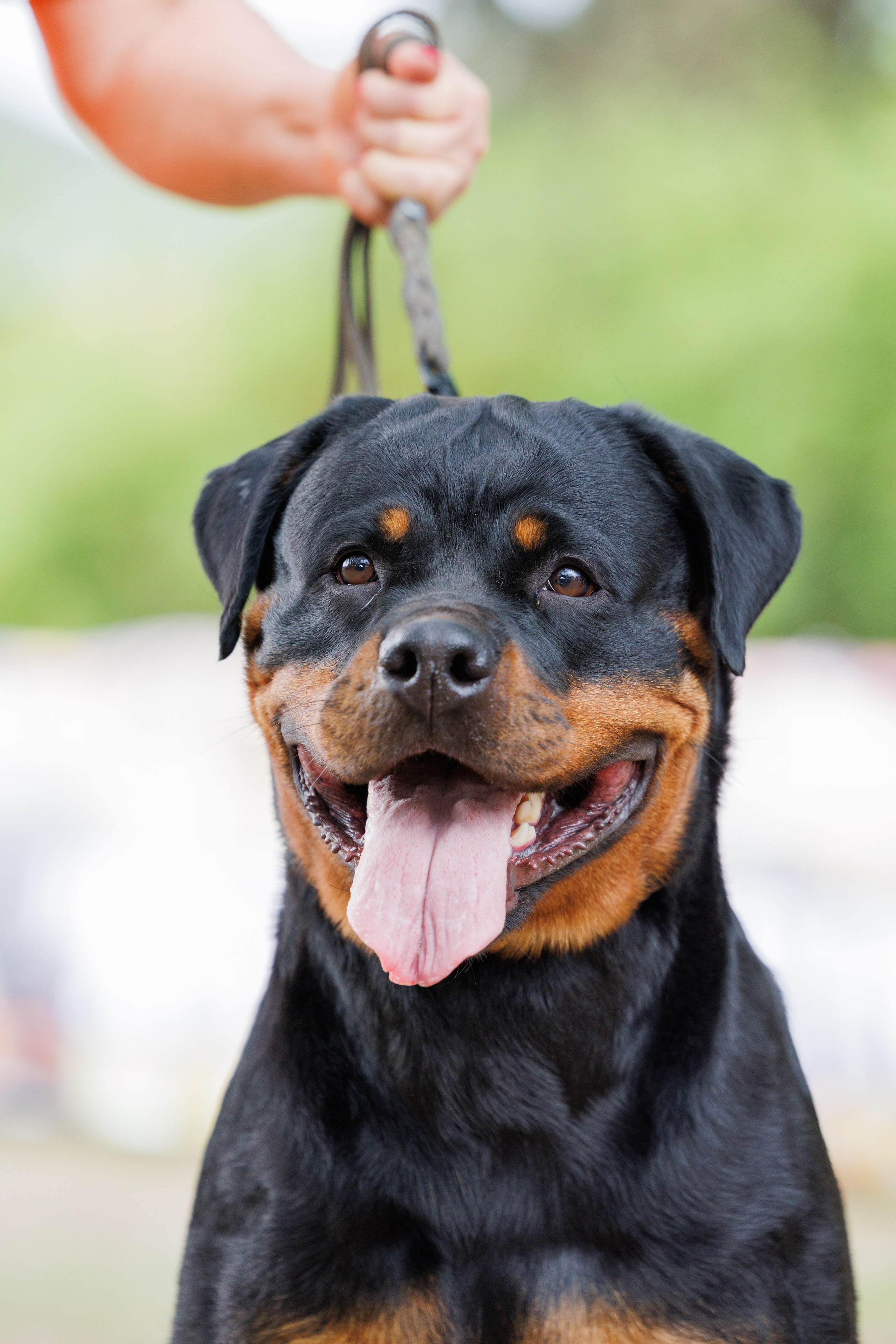 Саратов моно ротвейлеров 26-27.04.2025. Фотограф-анималист Юлия Германика