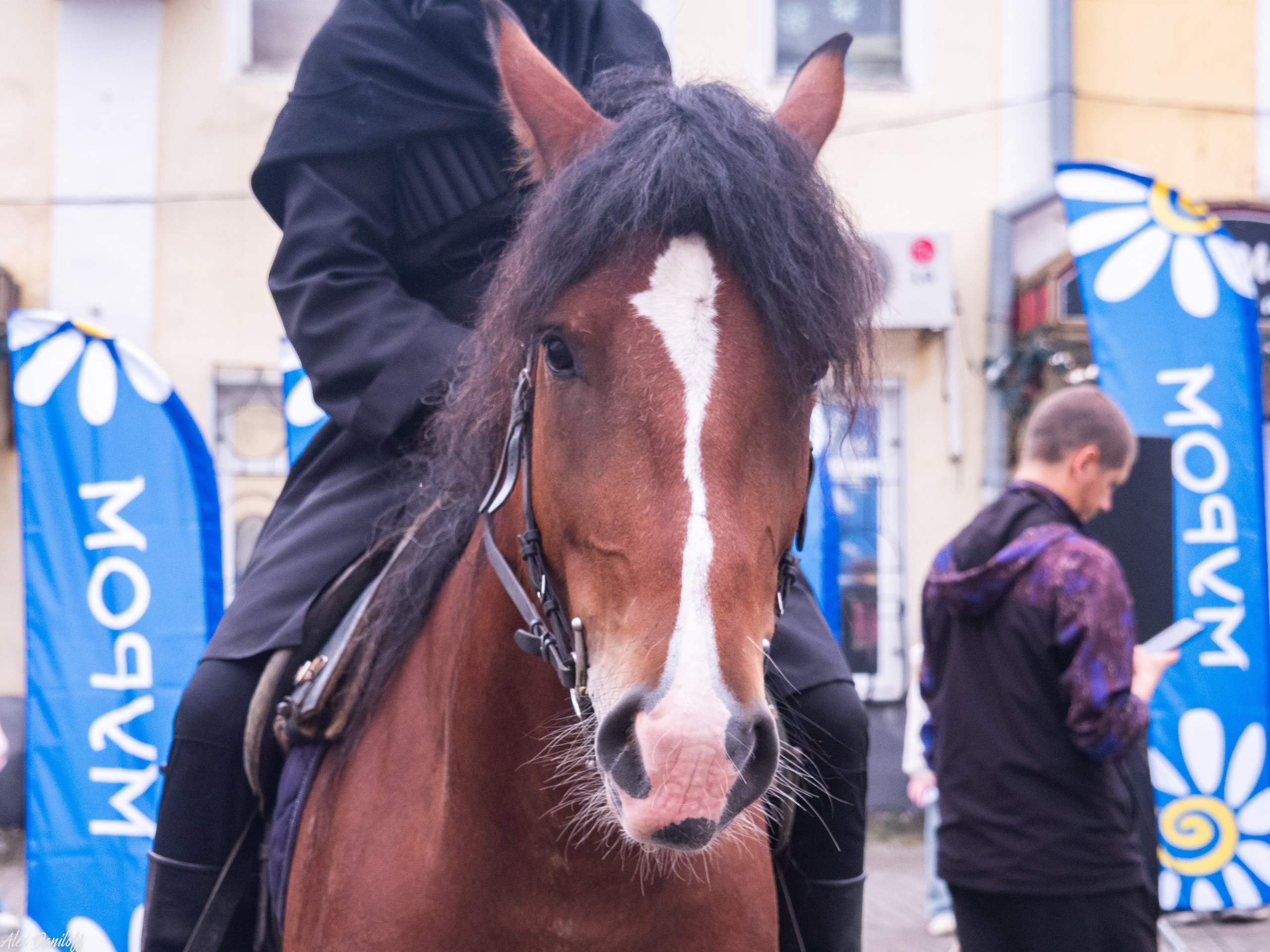 День города Муром 2025. Муром-Инфо. Новости культуры, образования, спорта в городе Муром