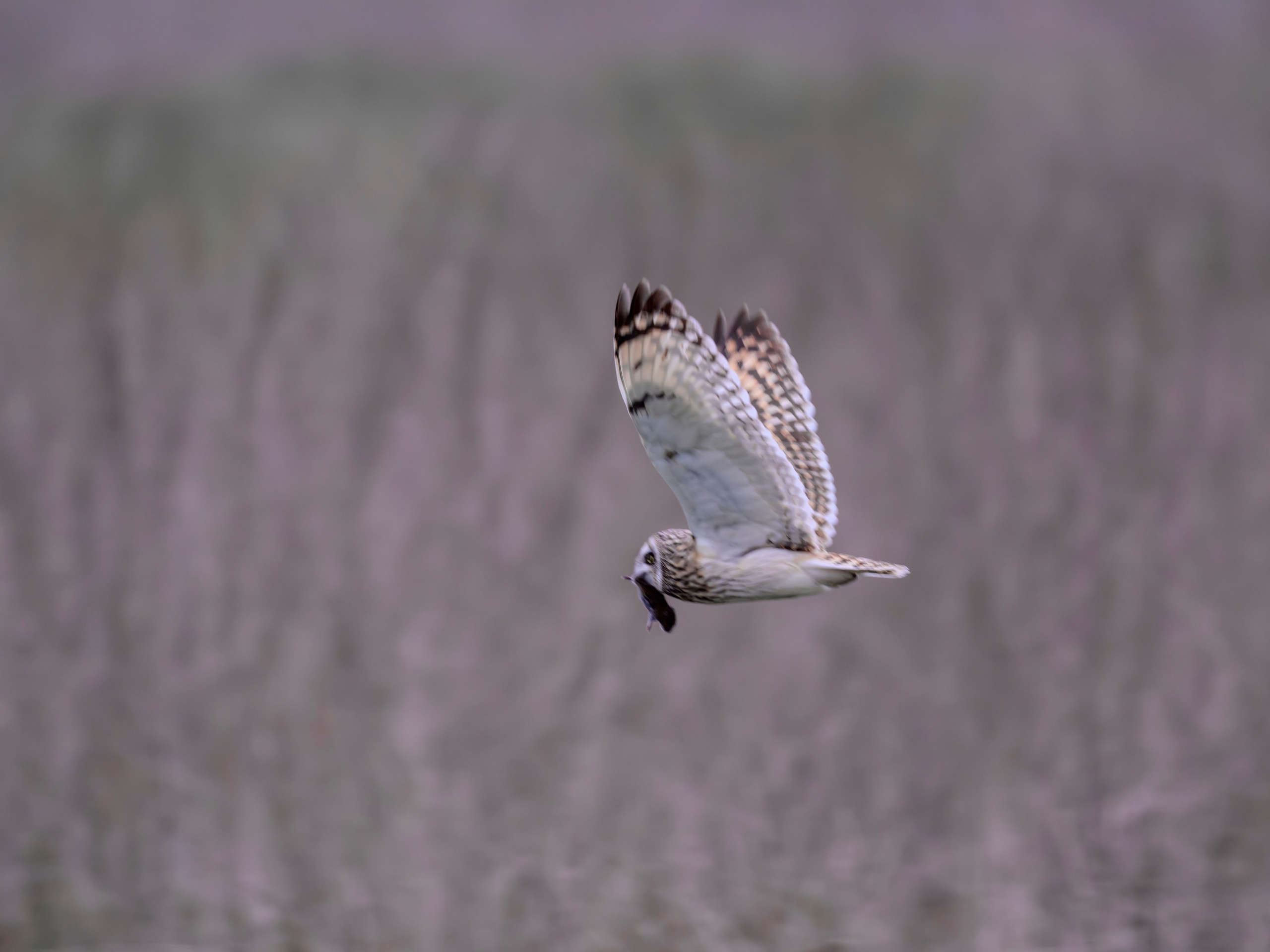 Завтрак совы. Wildlife photography by Sergey Puponin