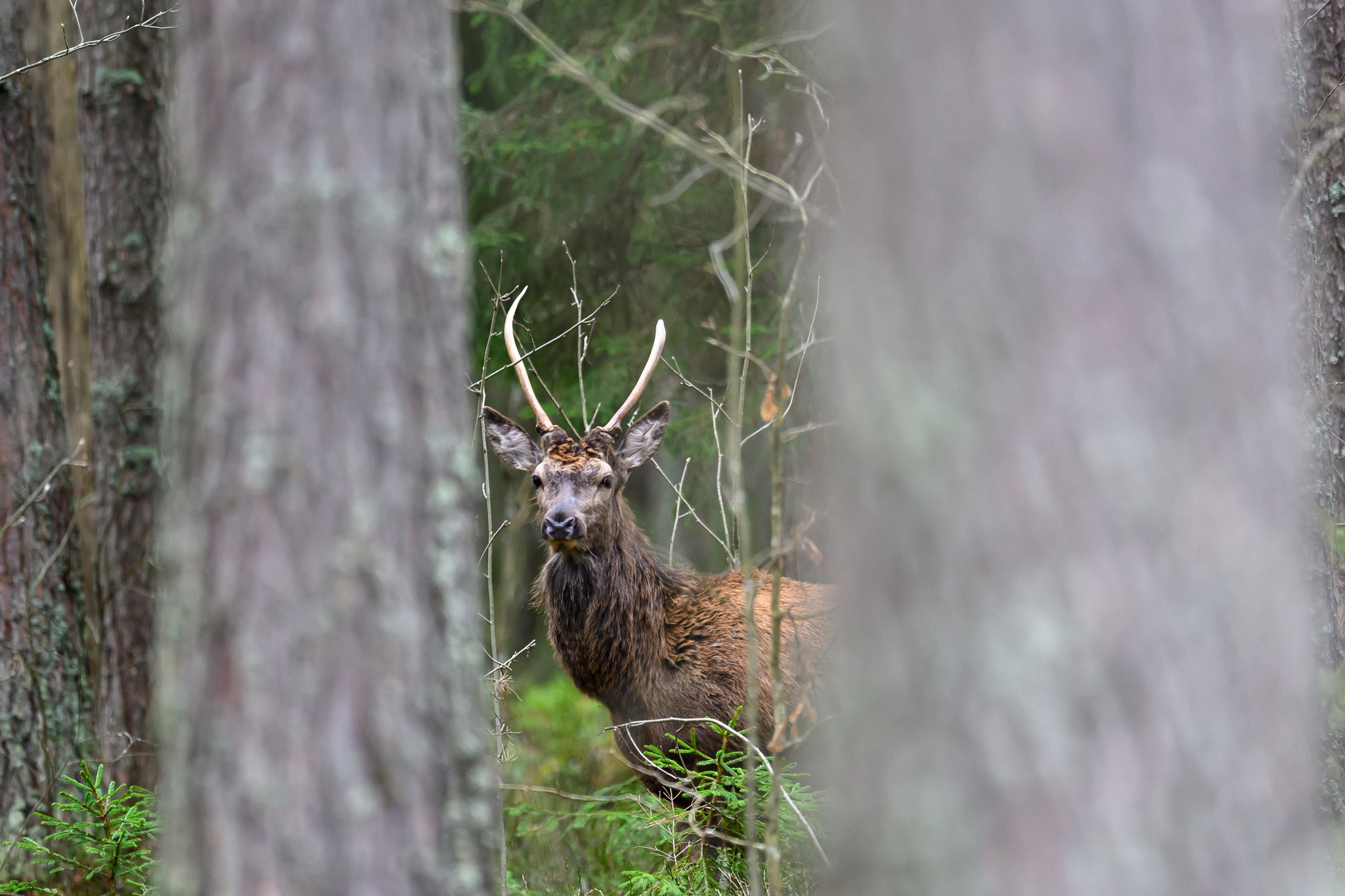Дуплет скопы. Wildlife photography by Sergey Puponin