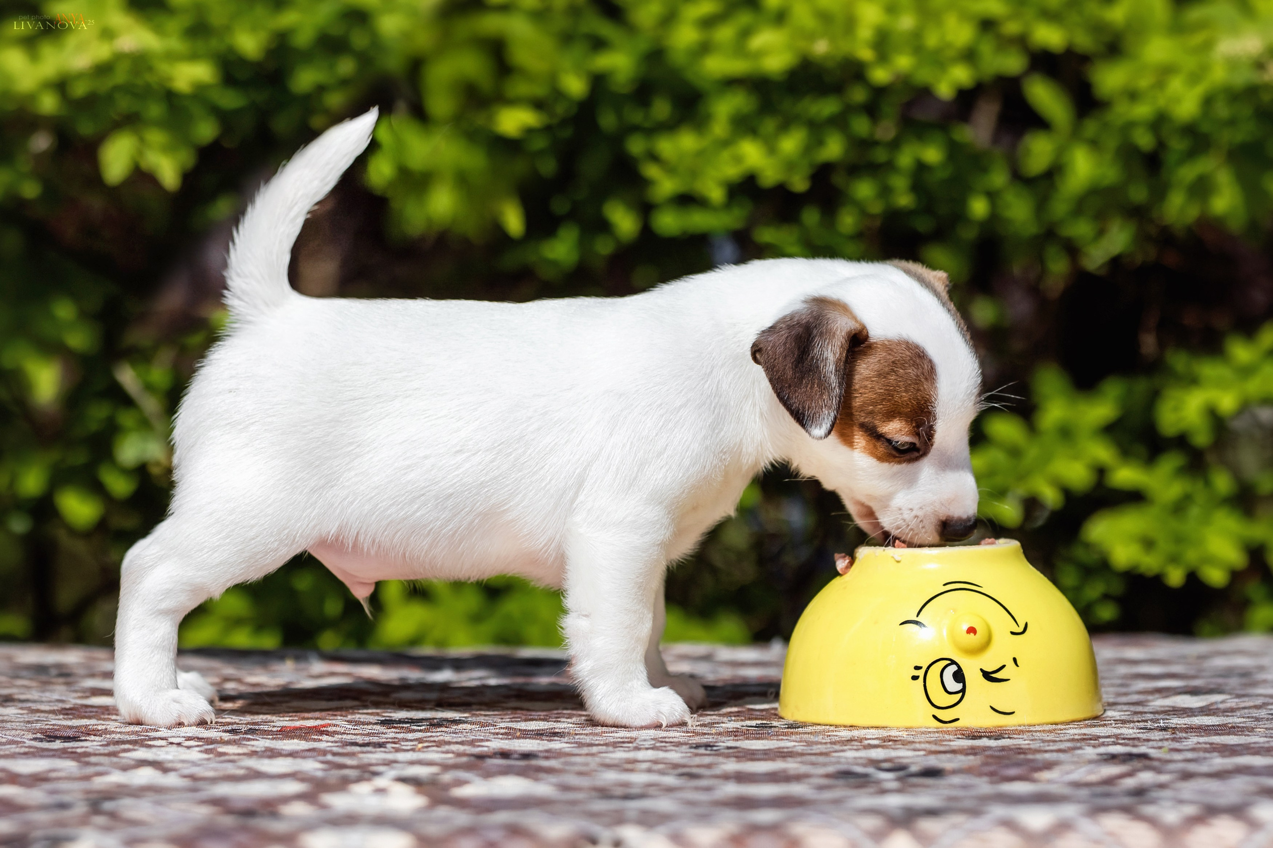 ДРТ. Фотограф анималист Аня Ливанова | Рыбинск