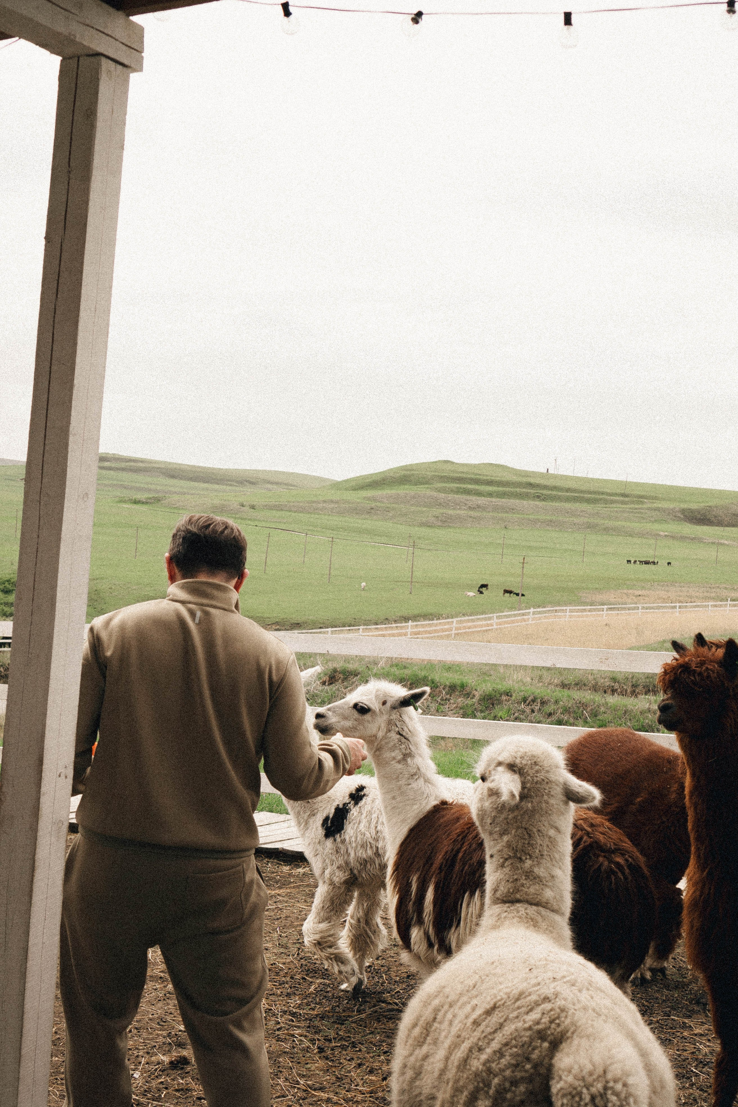Ферма Альпак. Профессиональный фотограф, Санкт-Петербург — Виктория Богомолова