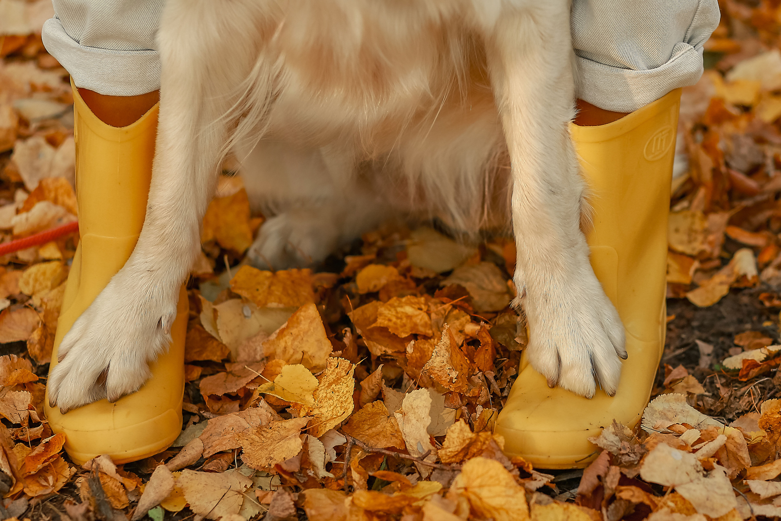 Фотосессия осенью. Иванова Ирина Свадебный и семейный фотограф г. Уфа