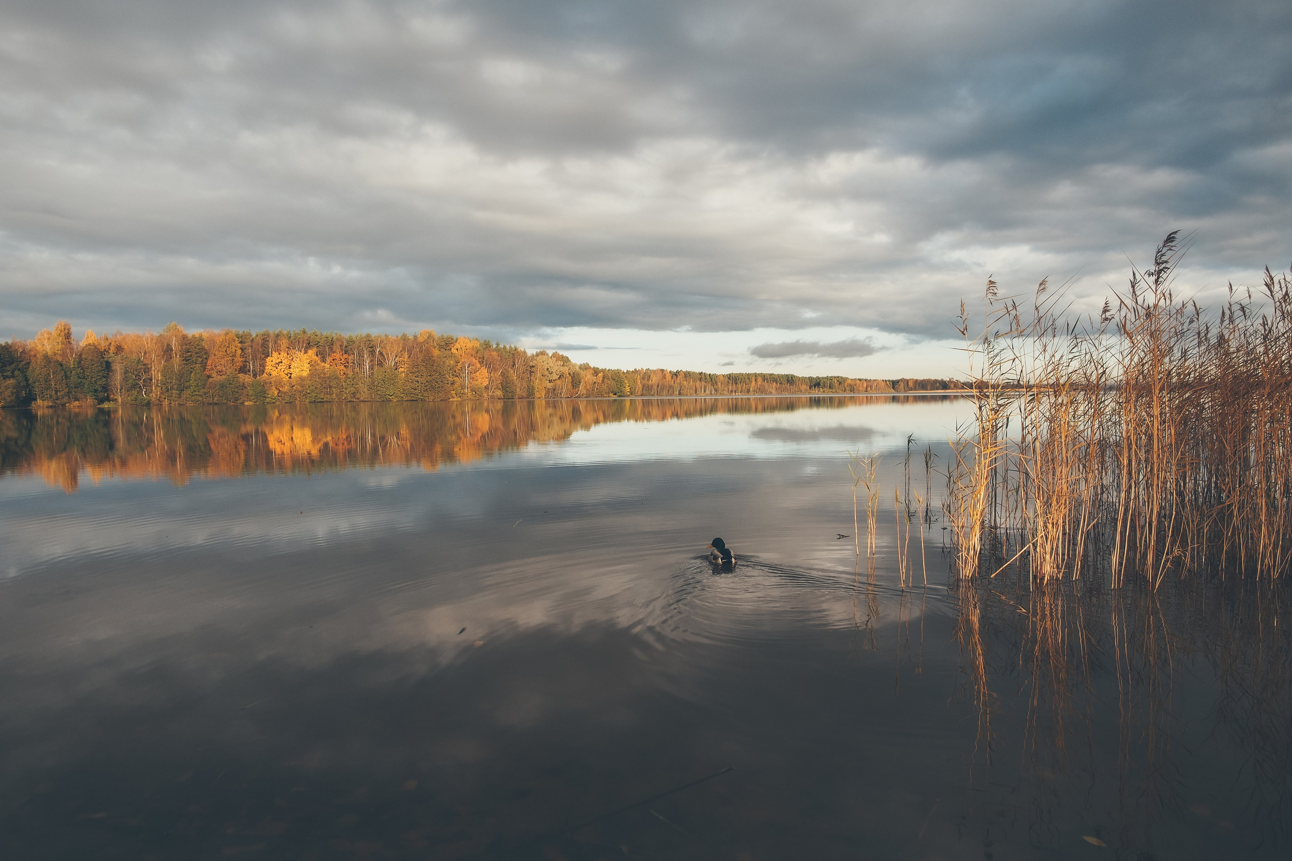 Сестрорецк. Свадебный фотограф Копков Геннадий