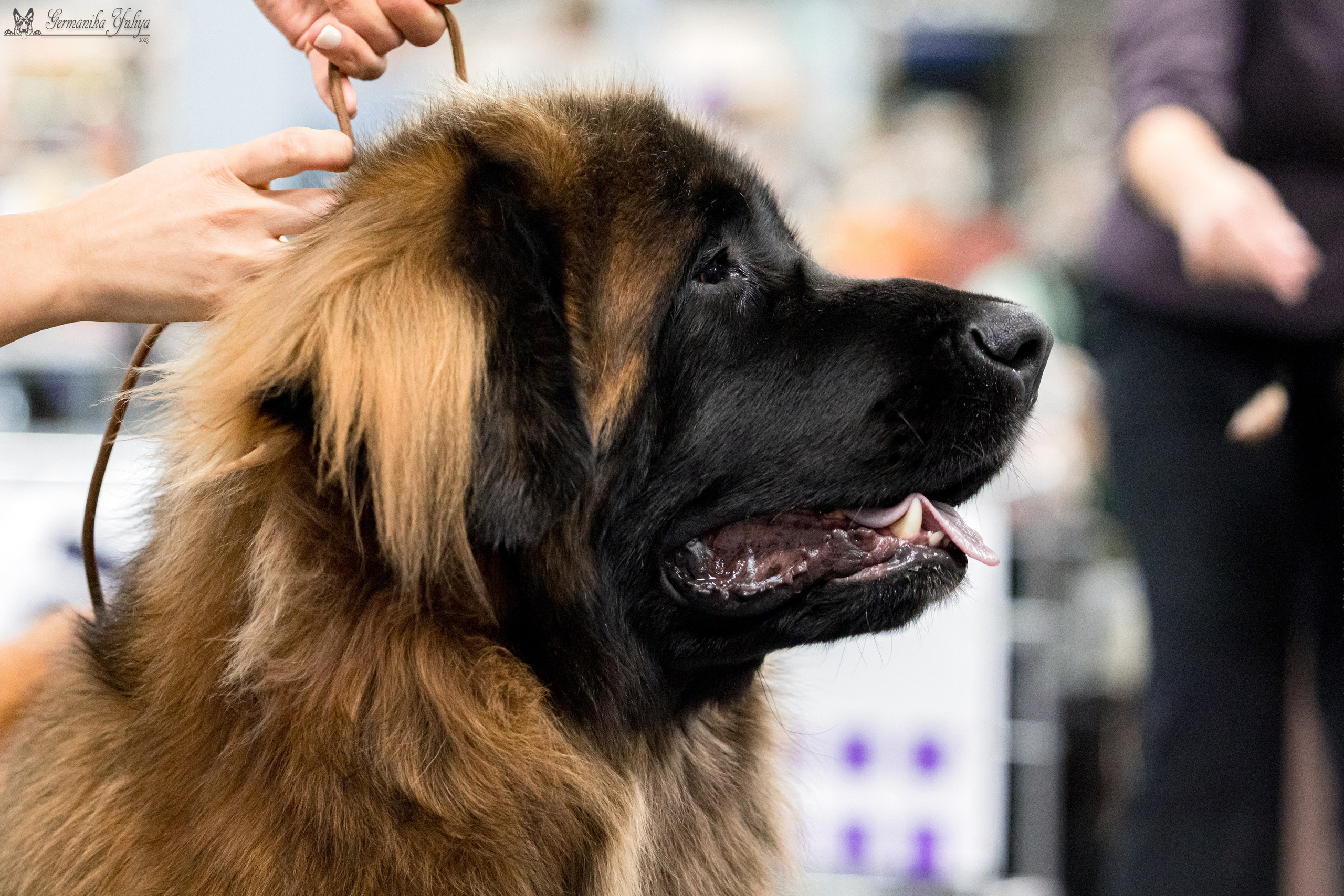 Сфера 29.10,Крокус 4.11,Сфера 12.11.2023. Фотограф-анималист Юлия Германика