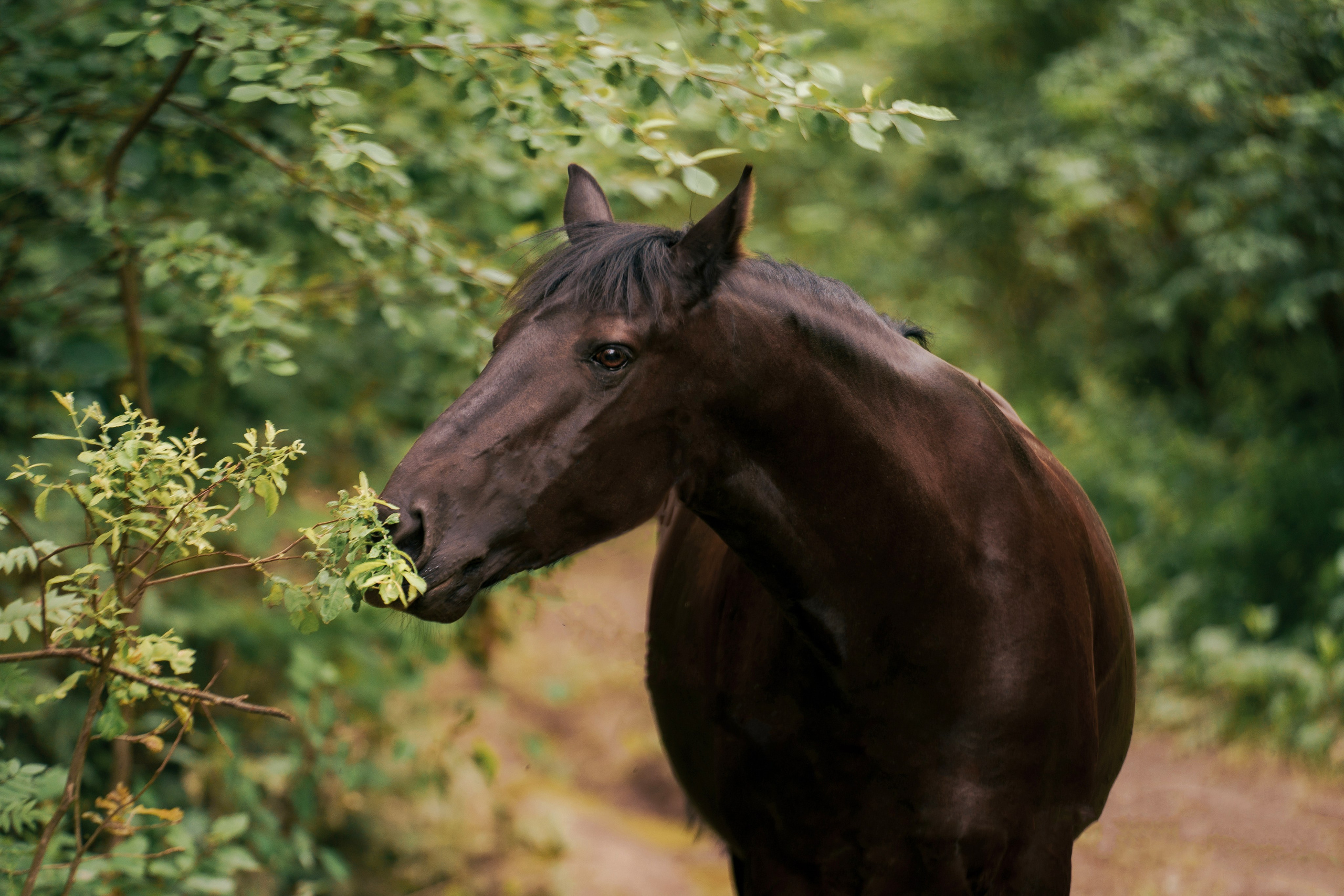 КСК Славино. Фотограф-анималист, портретный фотограф в Чебоксарах Мария Садыкова
