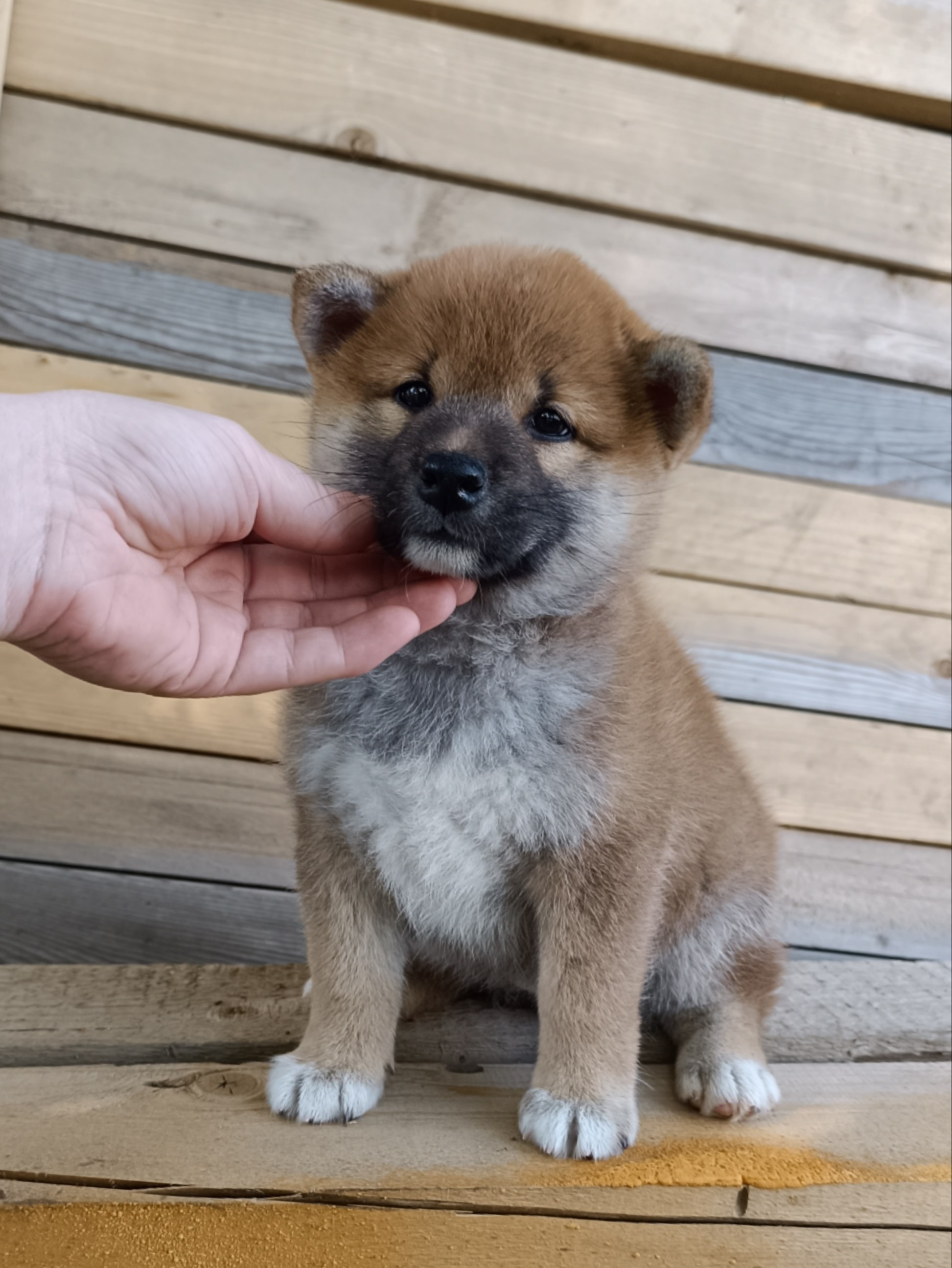 сиба питомник Рубилайт щенки на продажу rubylight  сиба щенки купить СПб Санкт-Петербург