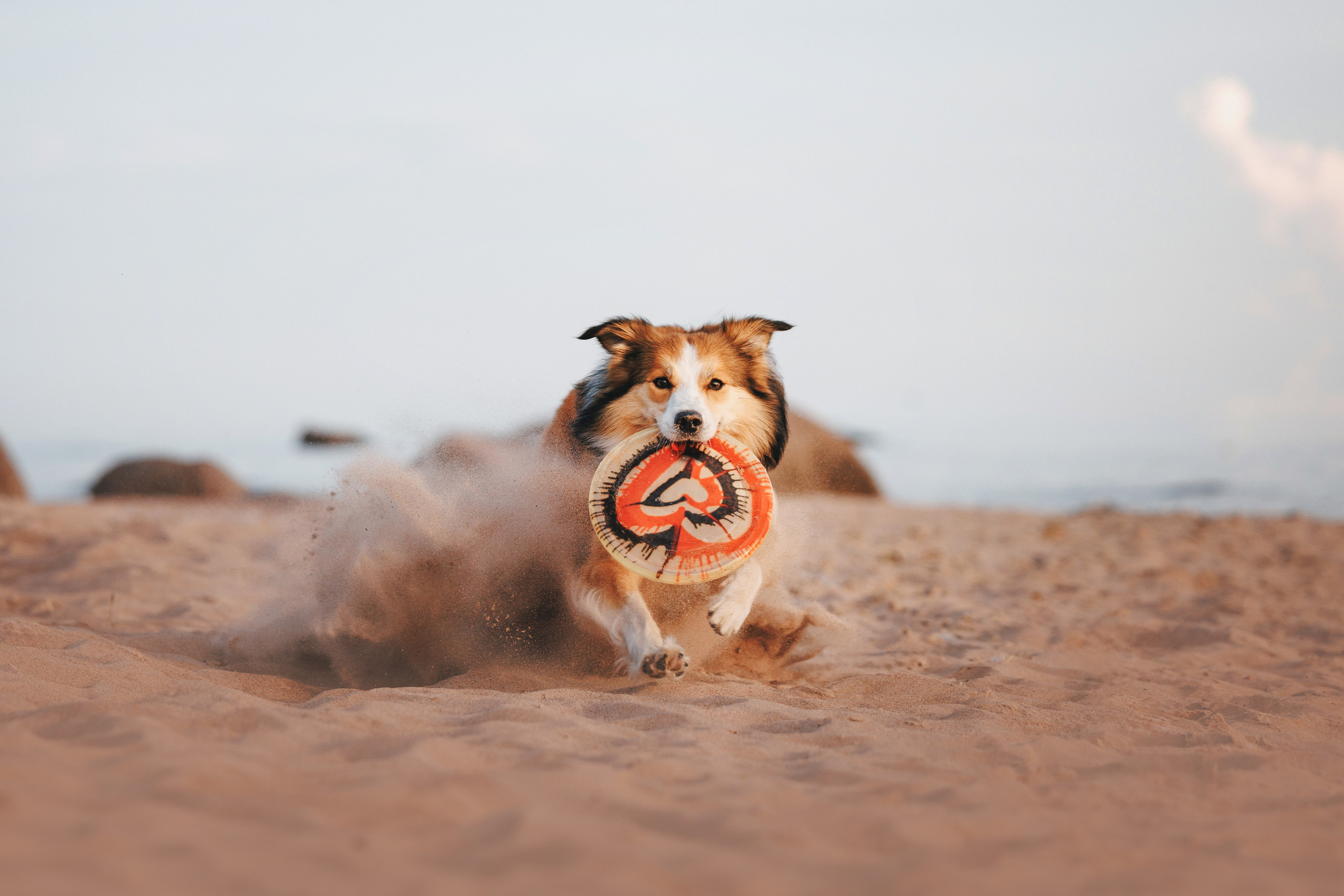 Рита, Маша и много собак. Фотограф анималист Осипчикова Мария