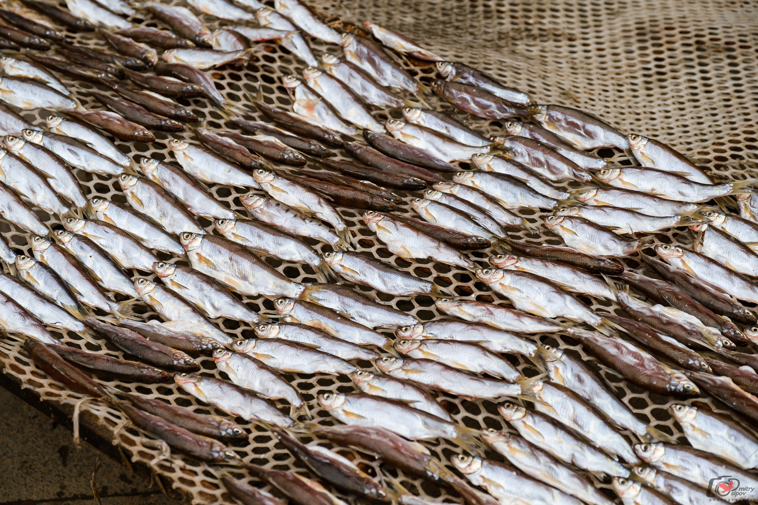 Поездка в Фуюань из Хабаровска. Свадебный фотограф в Хабаровске