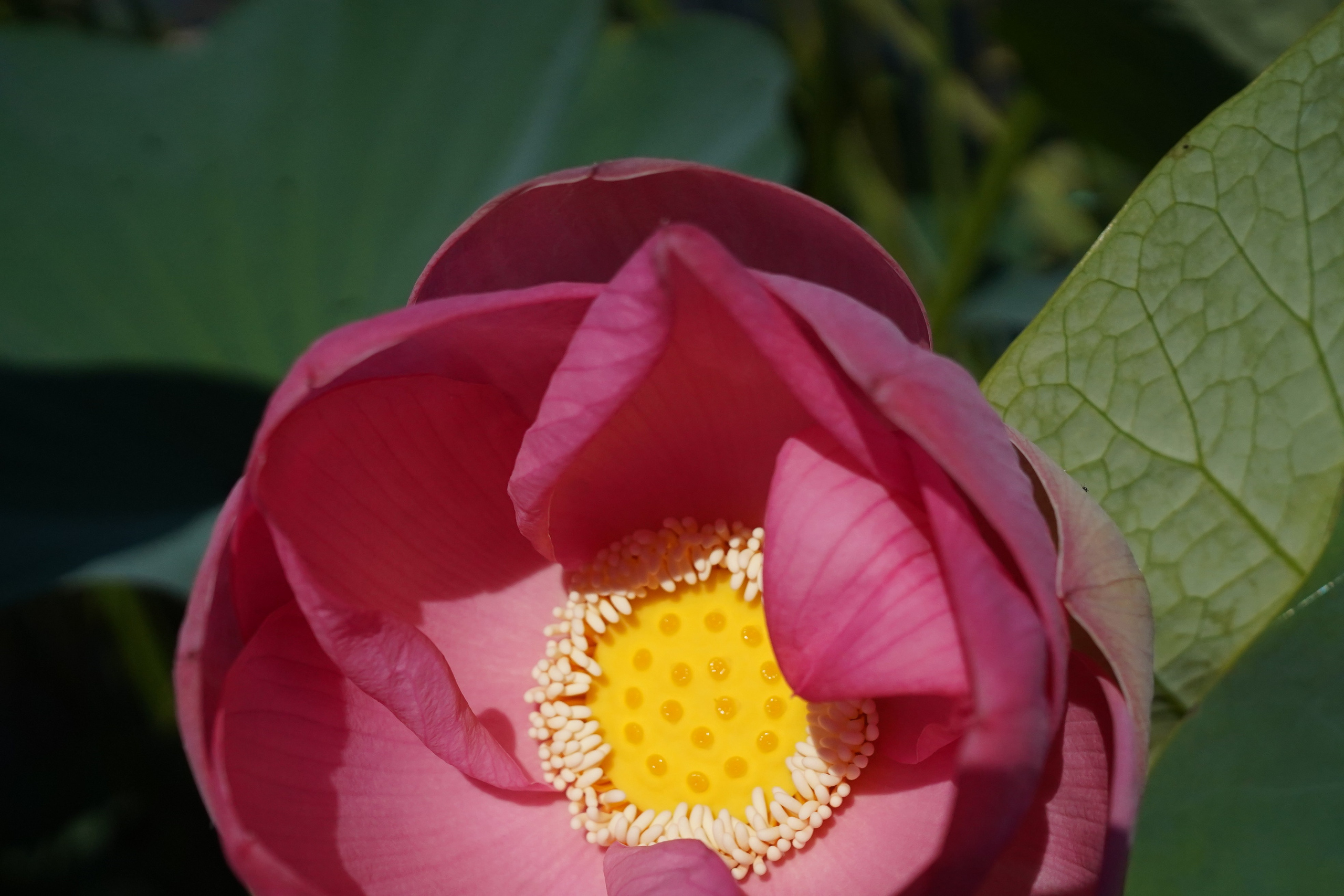 Фото-тур в лотосовые поля. Фотограф в Астрахани • Фото-туры • Виктория Герма