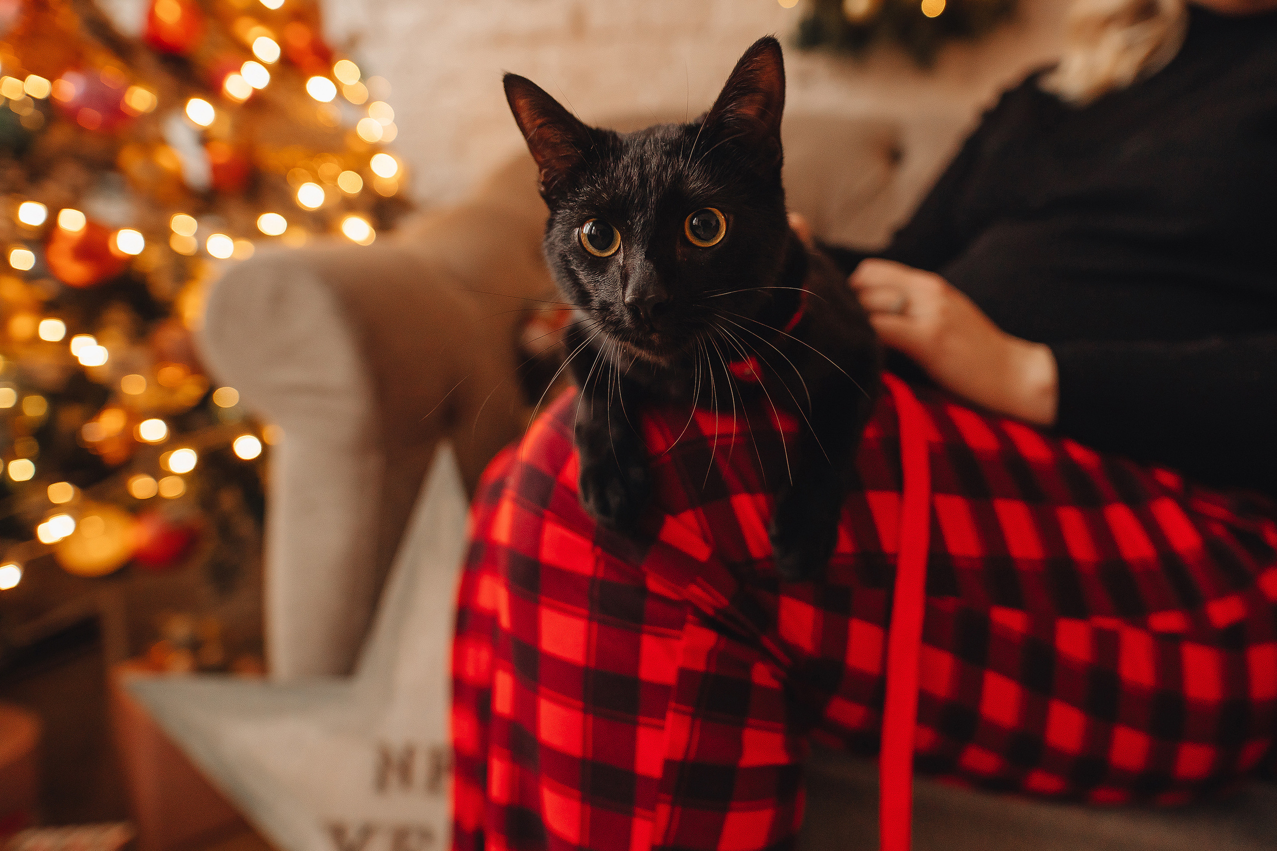 Кот Люцифер. Свадебный и семейный фотограф в Туле и области Маша Костина