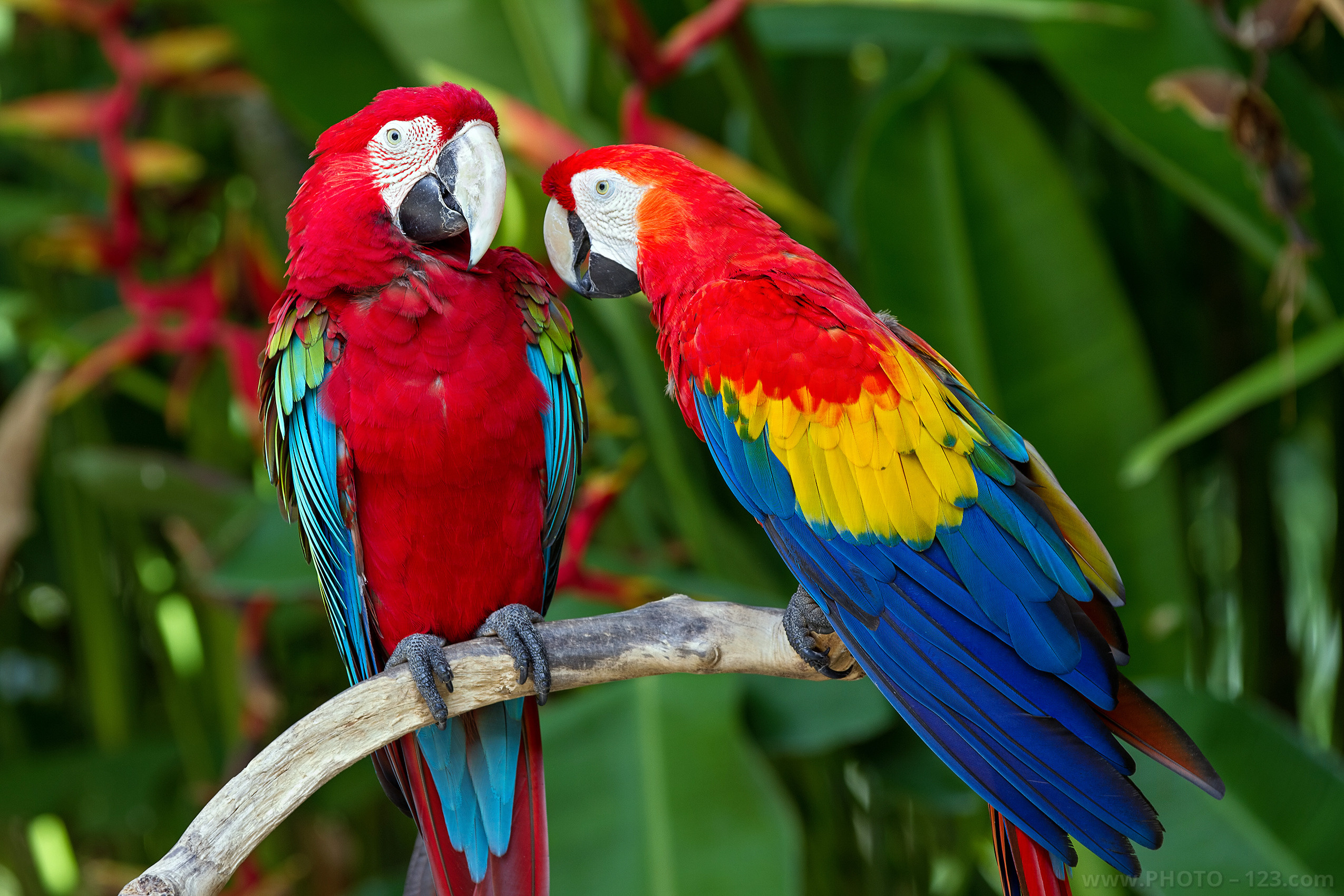 Nature. Photographer, Retoucher & Graphic Designer @photo123pro