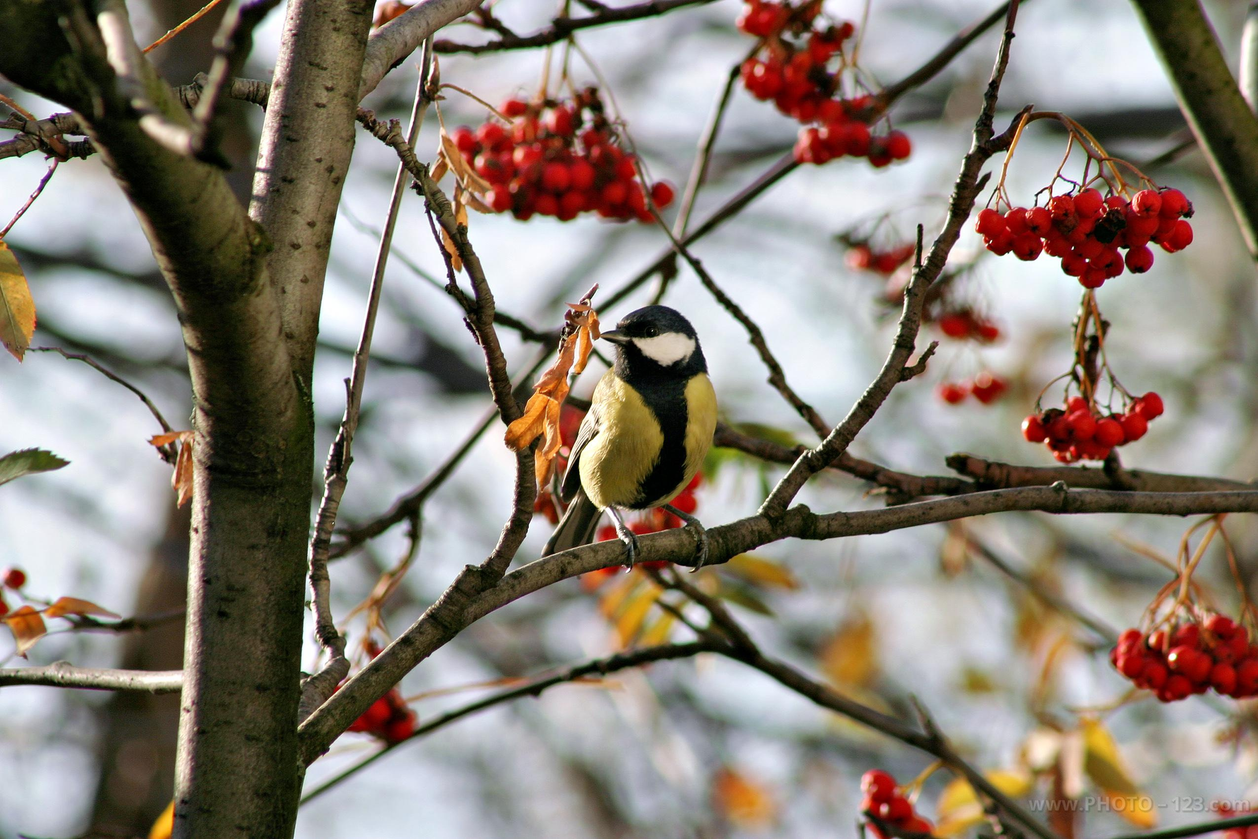 Nature. Photographer, Retoucher & Graphic Designer @photo123pro