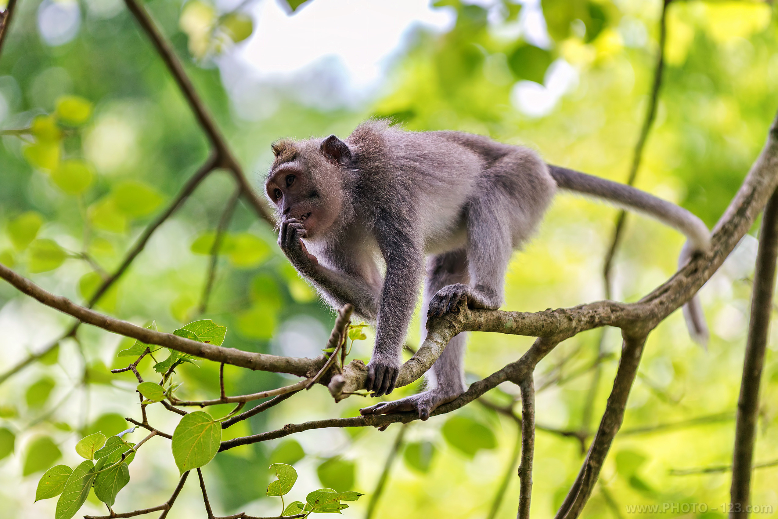 Nature. Photographer, Retoucher & Graphic Designer @photo123pro