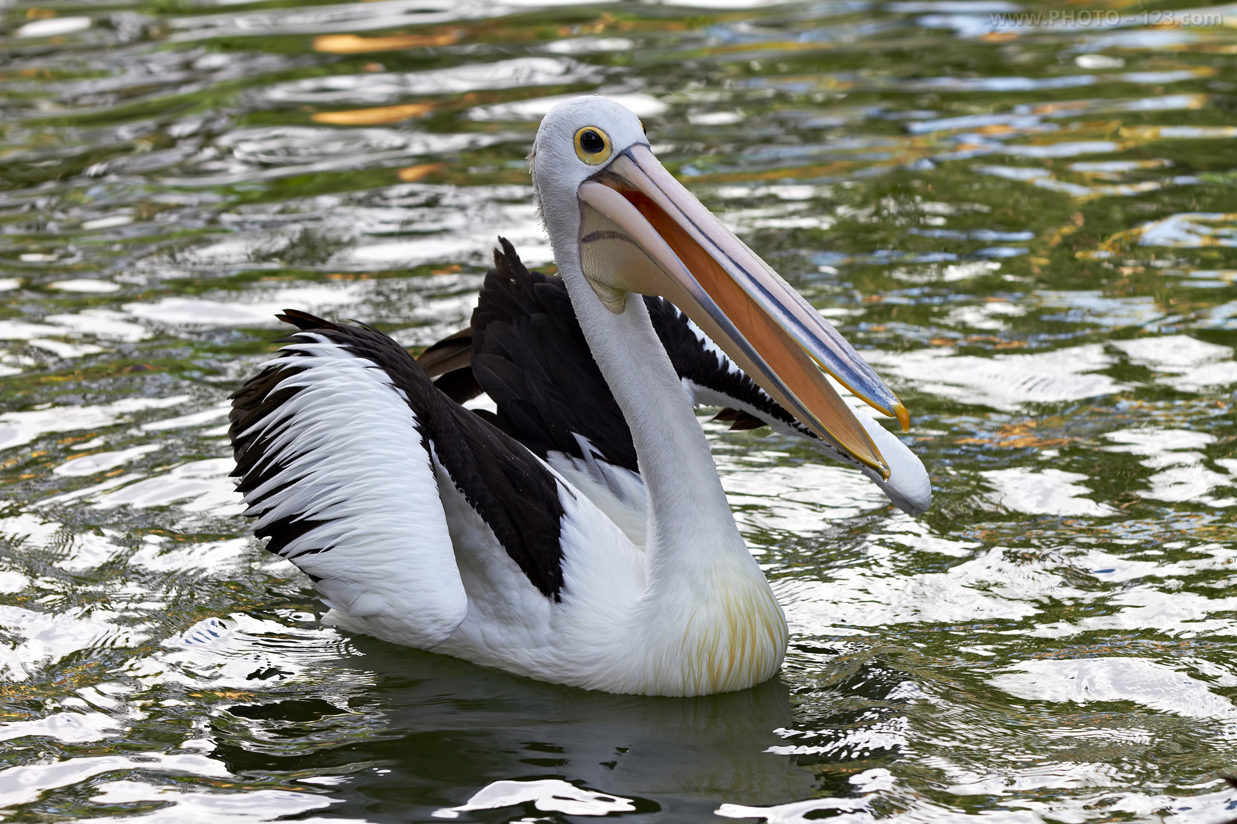 Nature. Photographer, Retoucher & Graphic Designer @photo123pro