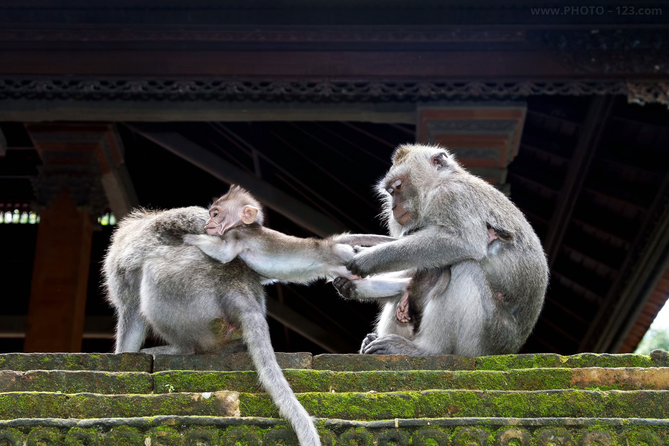 Nature. Photographer, Retoucher & Graphic Designer @photo123pro