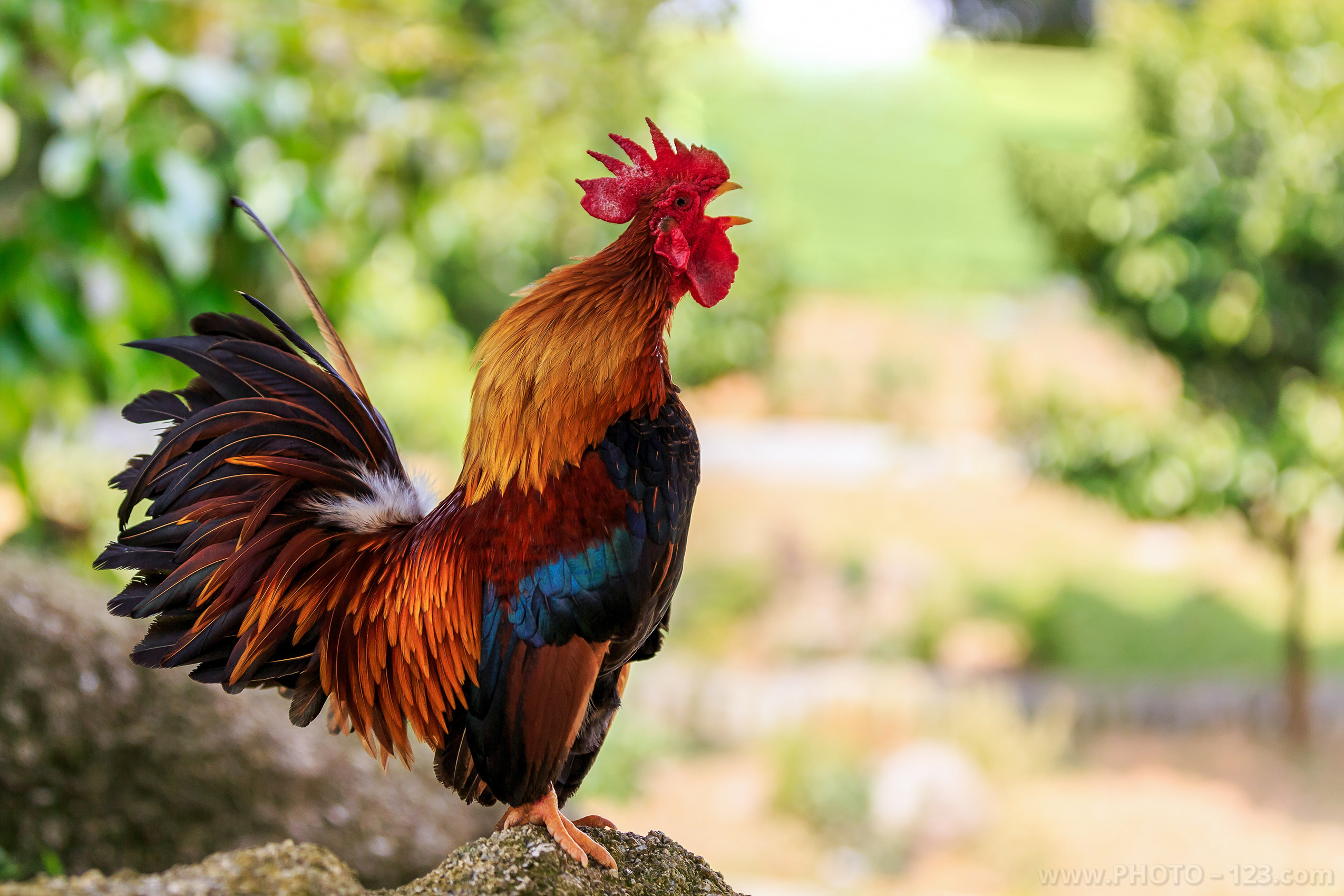 Nature. Photographer, Retoucher & Graphic Designer @photo123pro