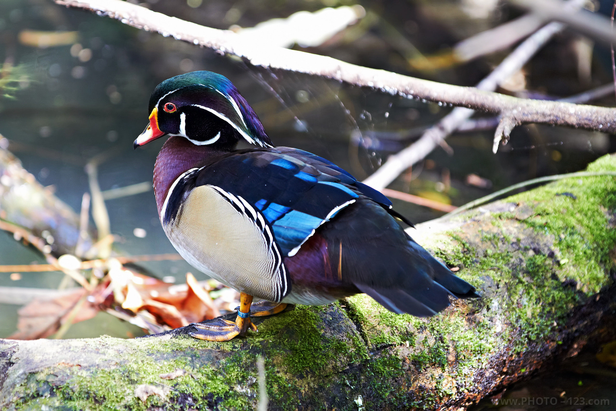 Nature. Photographer, Retoucher & Graphic Designer @photo123pro