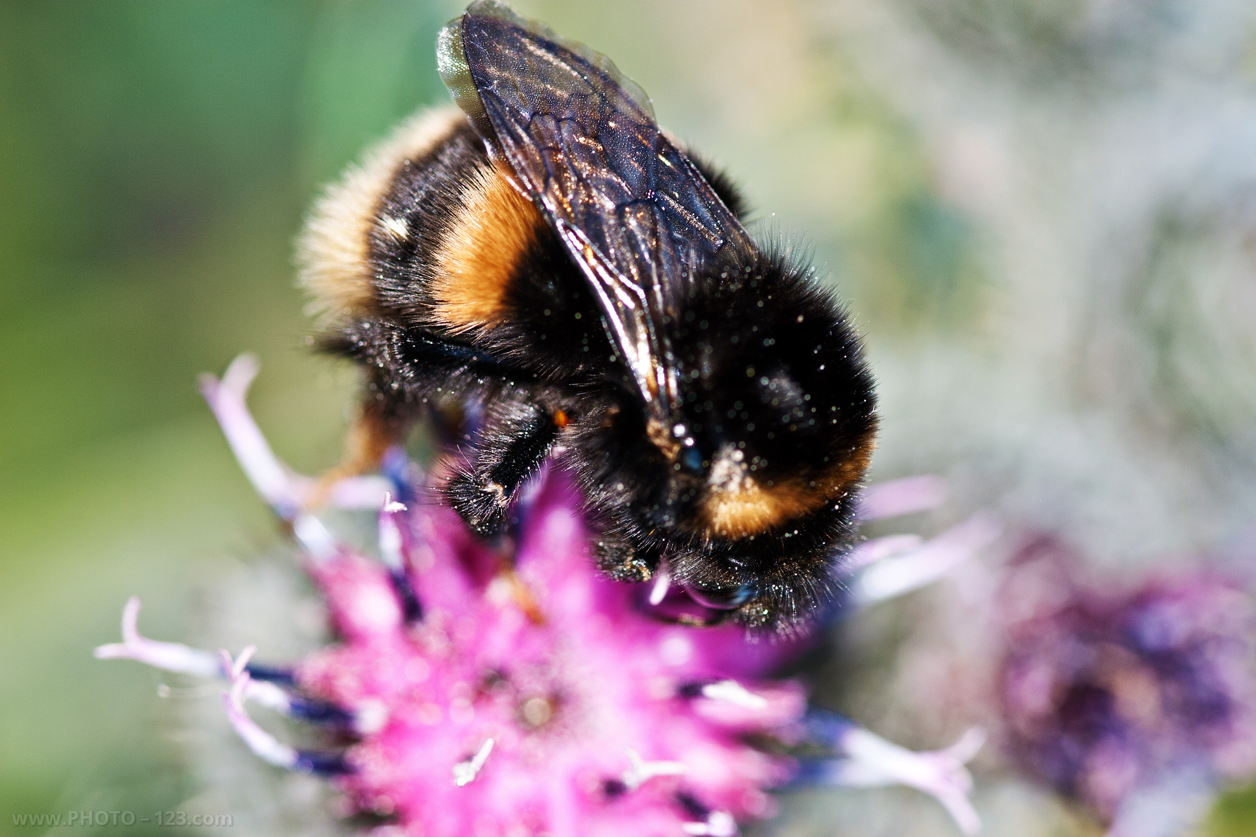 Nature. Photographer, Retoucher & Graphic Designer @photo123pro