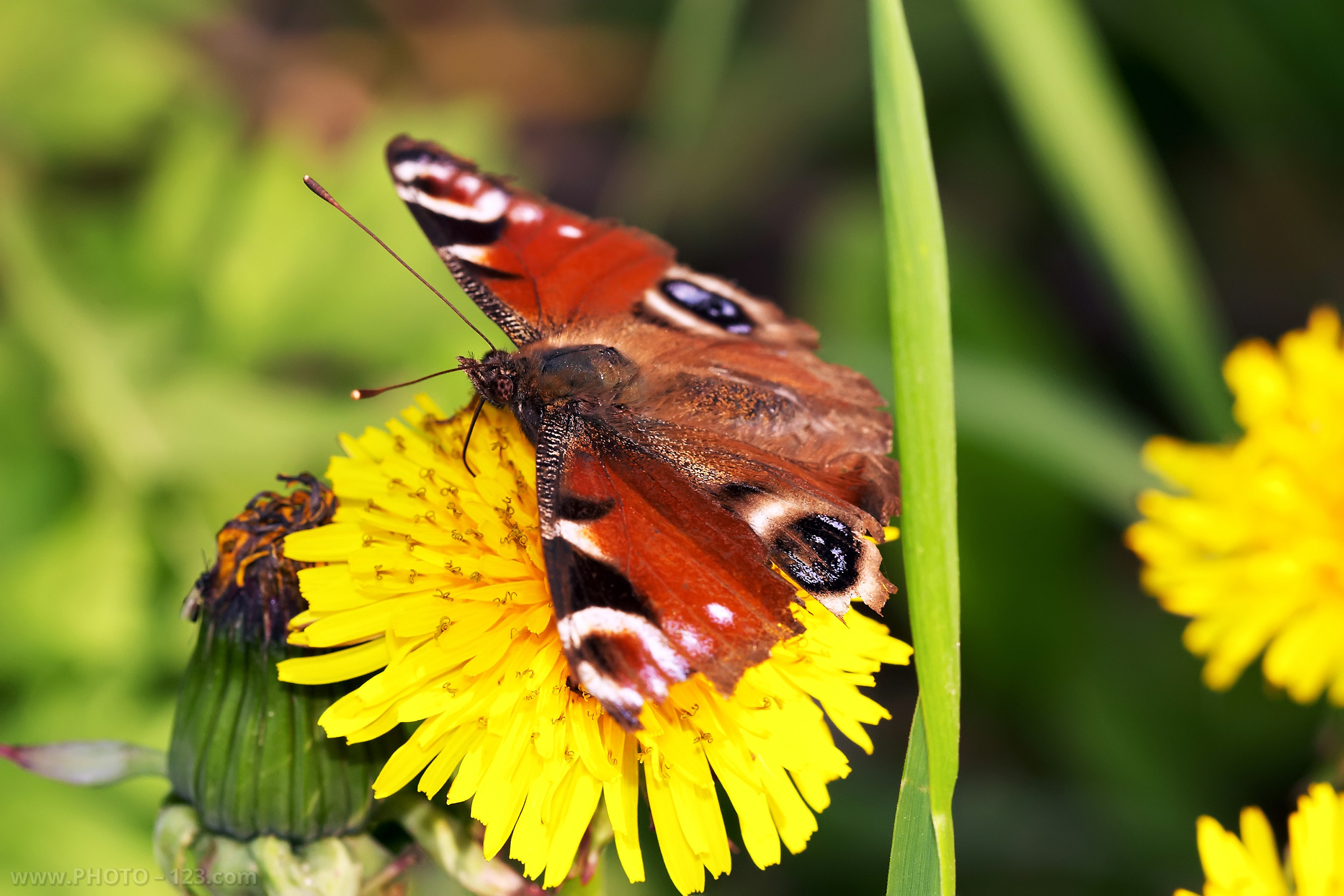 Nature. Photographer, Retoucher & Graphic Designer @photo123pro