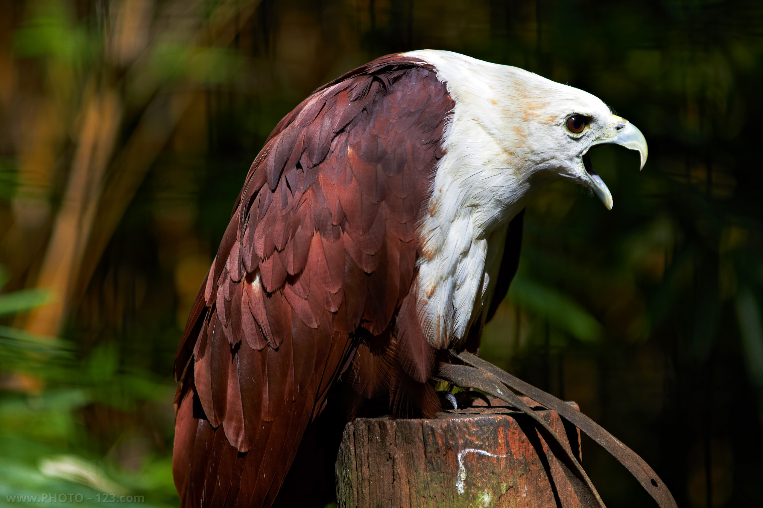 Nature. Photographer, Retoucher & Graphic Designer @photo123pro