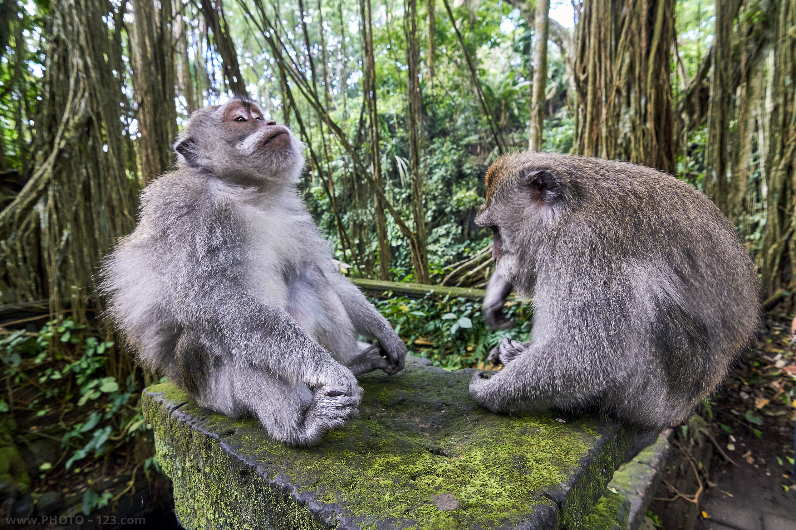 Nature. Photographer, Retoucher & Graphic Designer @photo123pro