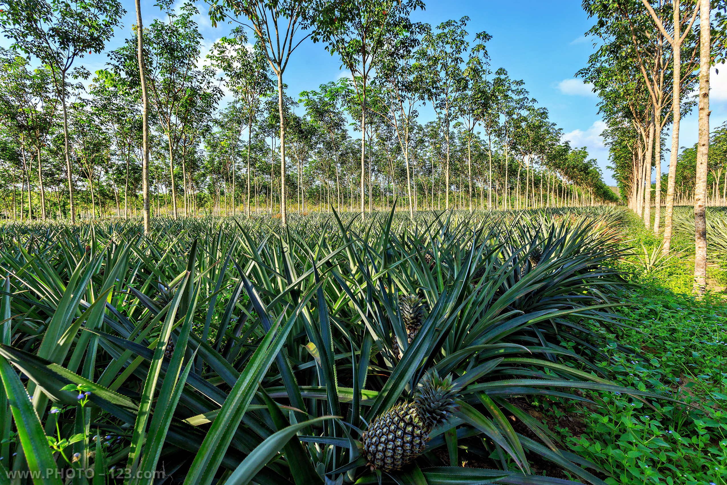 Landscape. Photographer, Retoucher & Graphic Designer @photo123pro