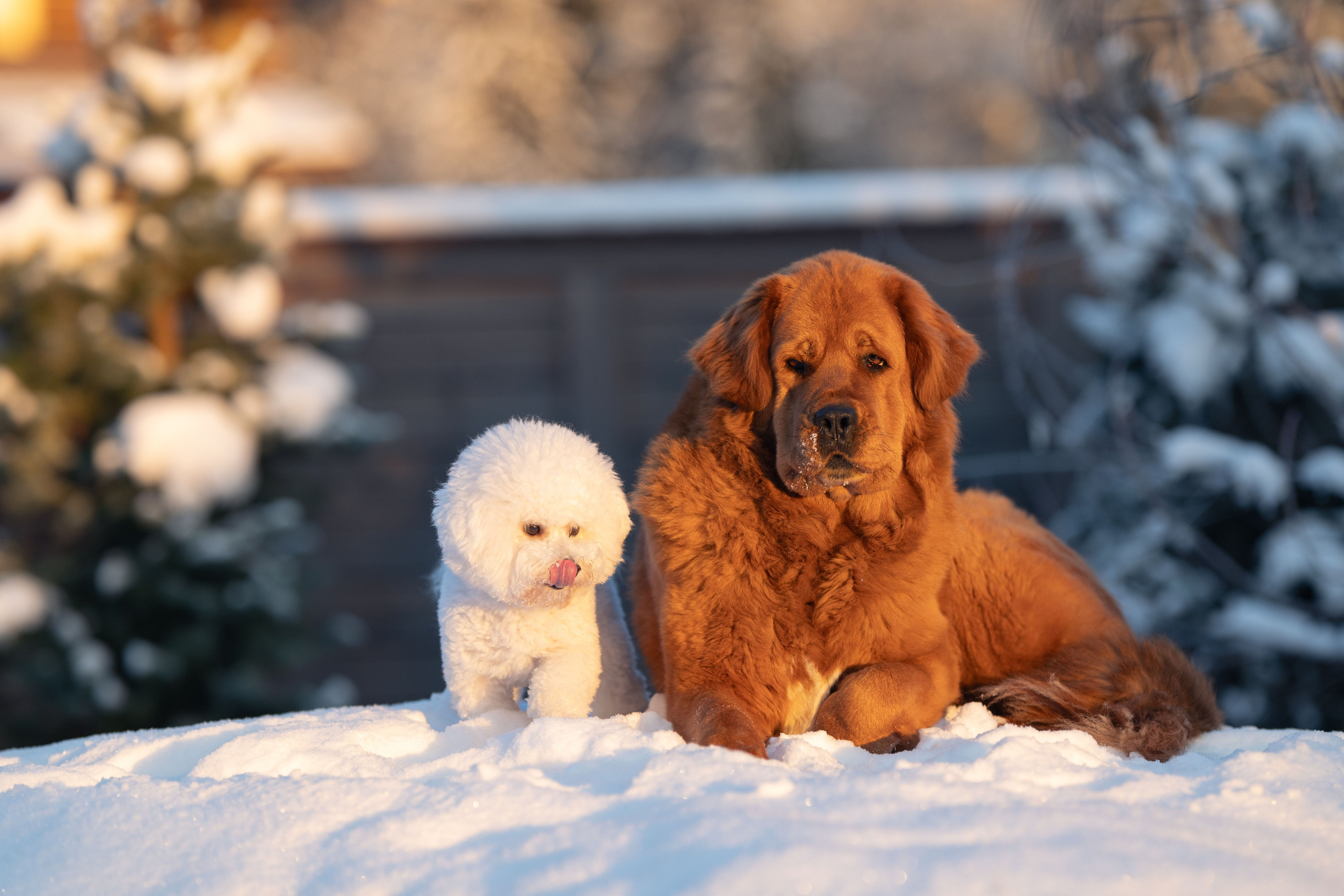 Первый снег 16 ноября 2025. -