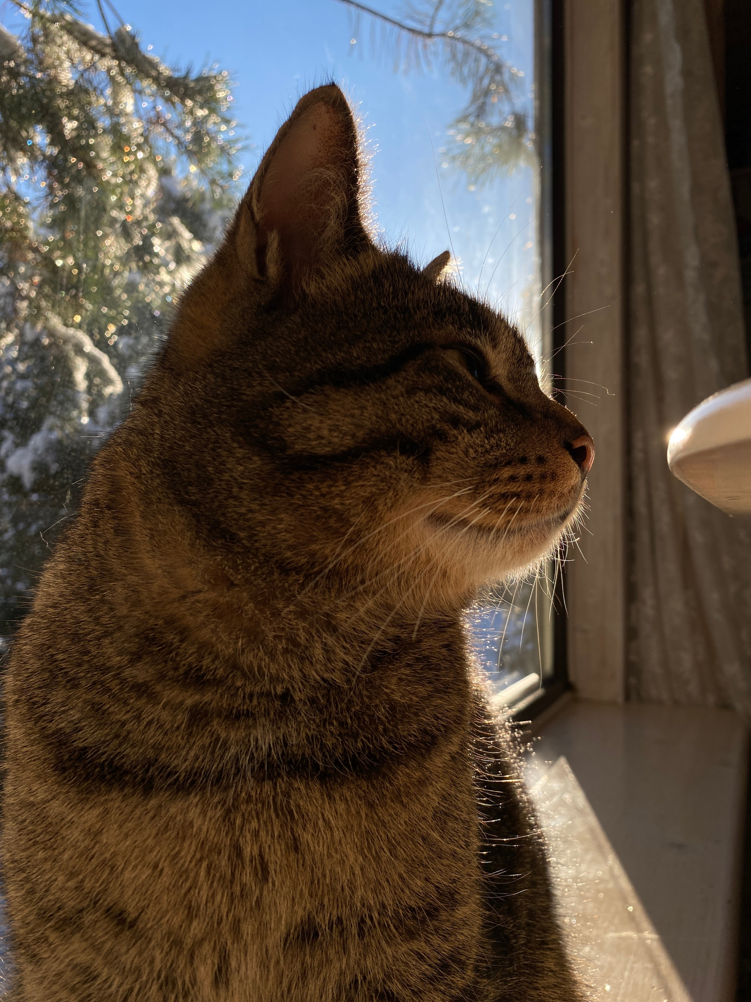 В мире животных. Фотокружок «Видоискатель» ГБОУ СОШ № 291