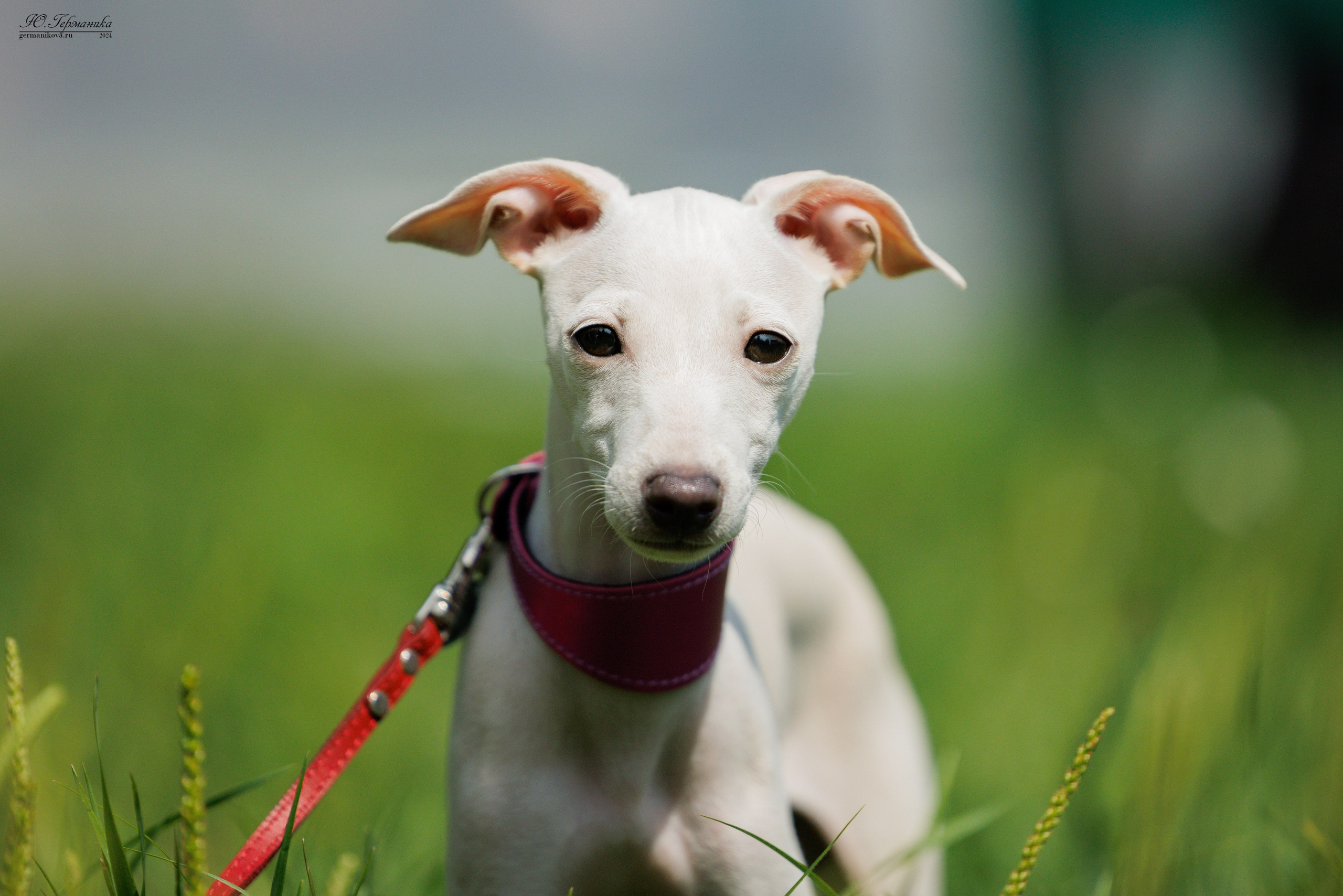 Ярославль 21.07.24 и Балашиха 13.07.24. Фотограф-анималист Юлия Германика