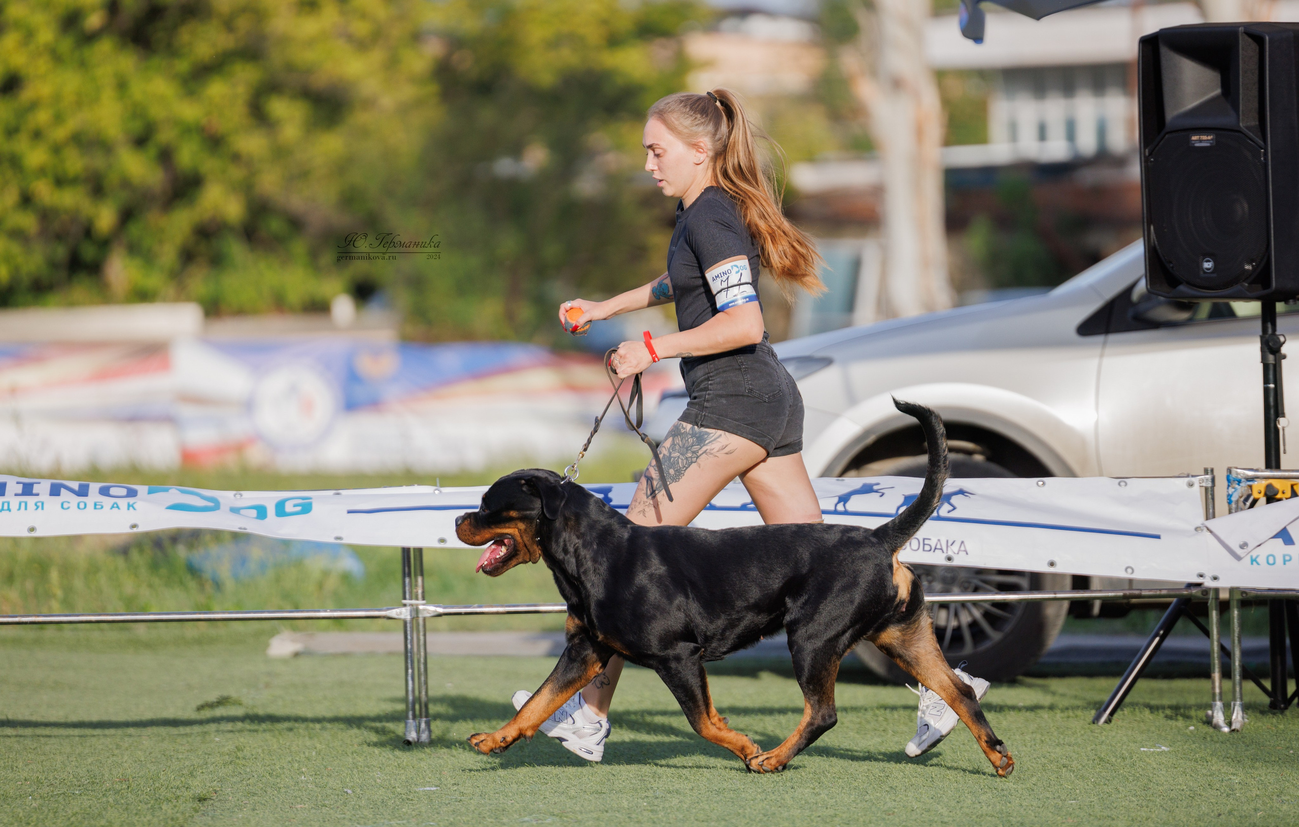 Анапа ротвейлеры 14-15.09.2024. Фотограф-анималист Юлия Германика