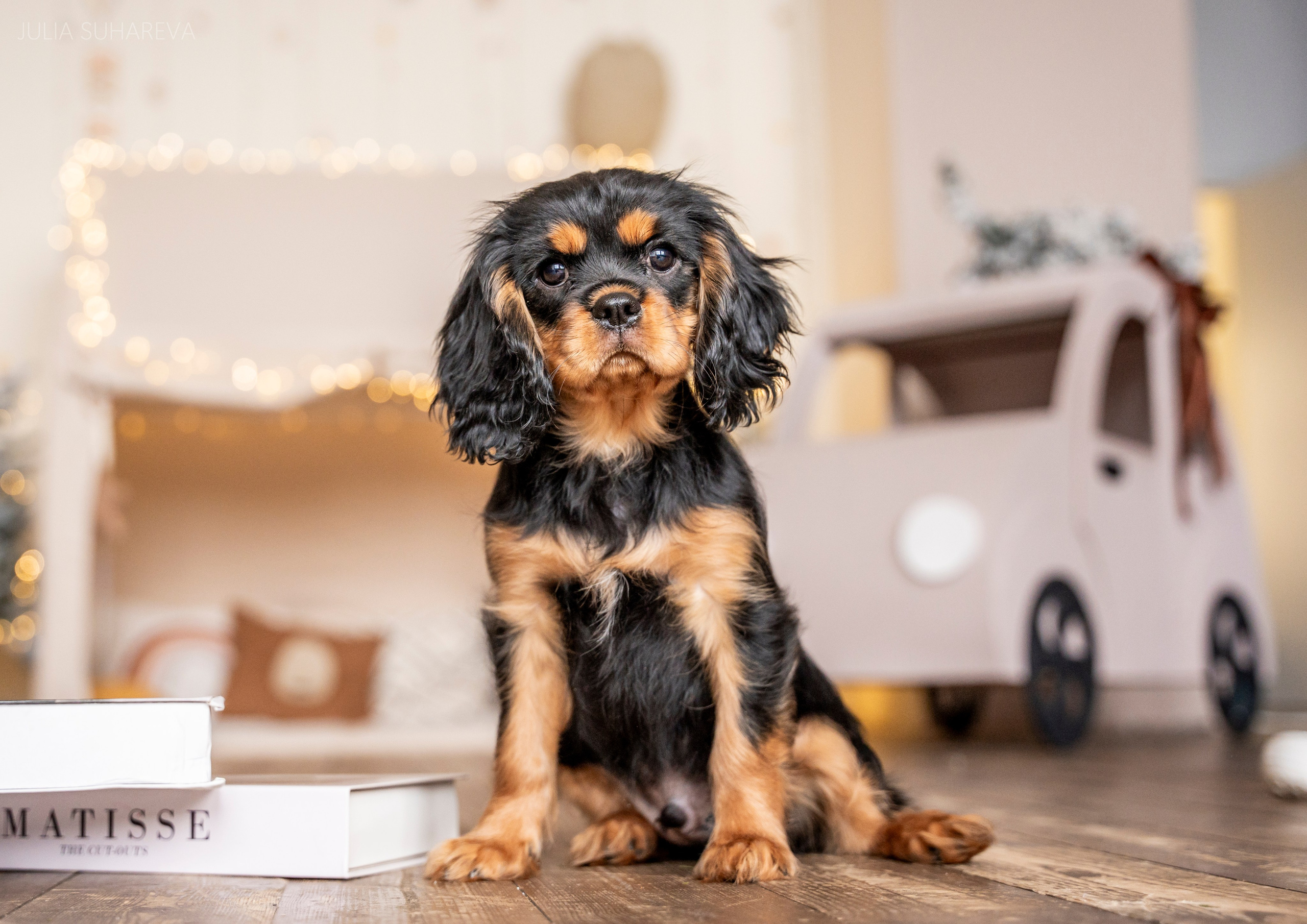 Щенки Кавалер кинг-чарльз-спаниель (Новый год). Главная