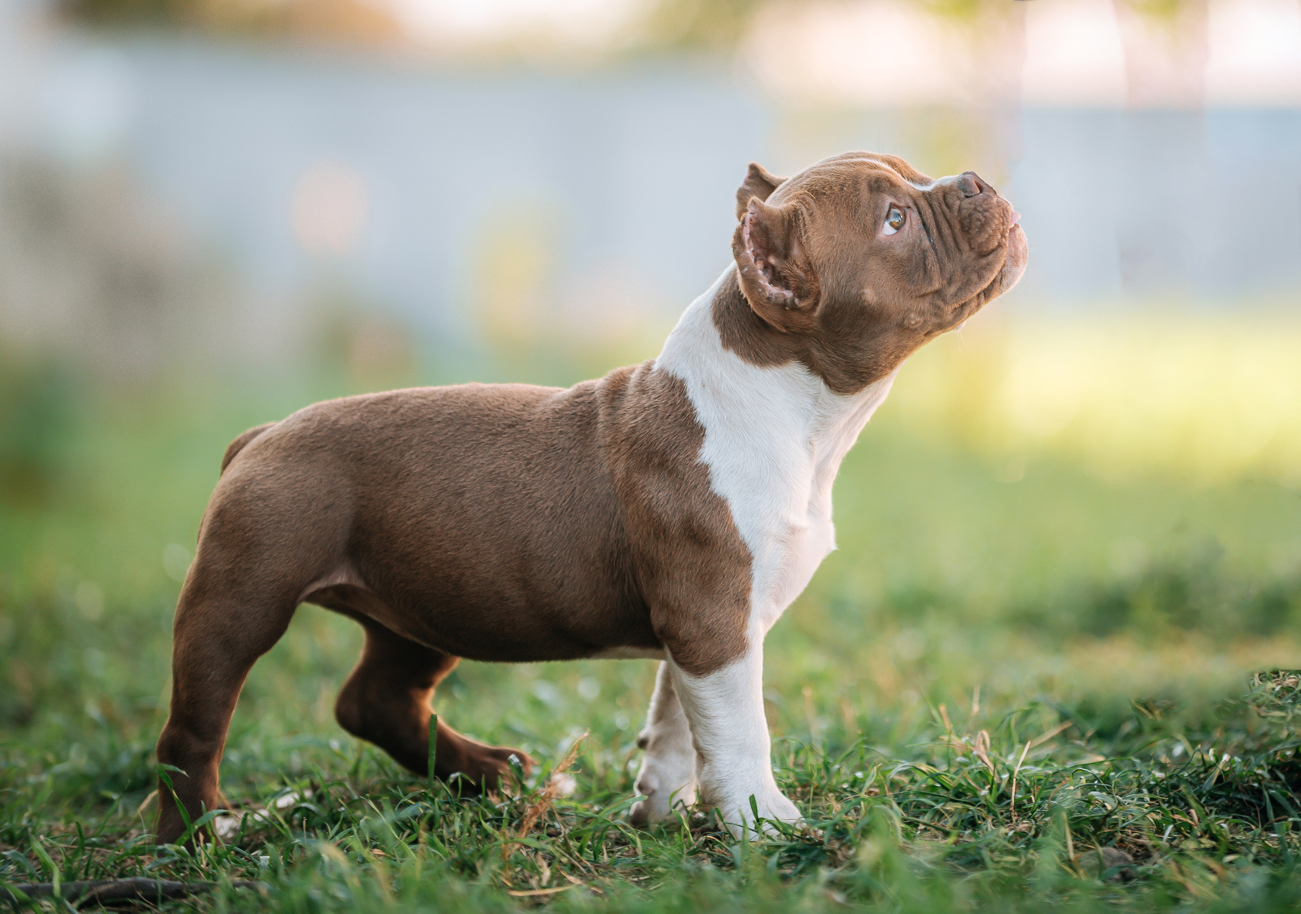Американский булли щенки. Главная