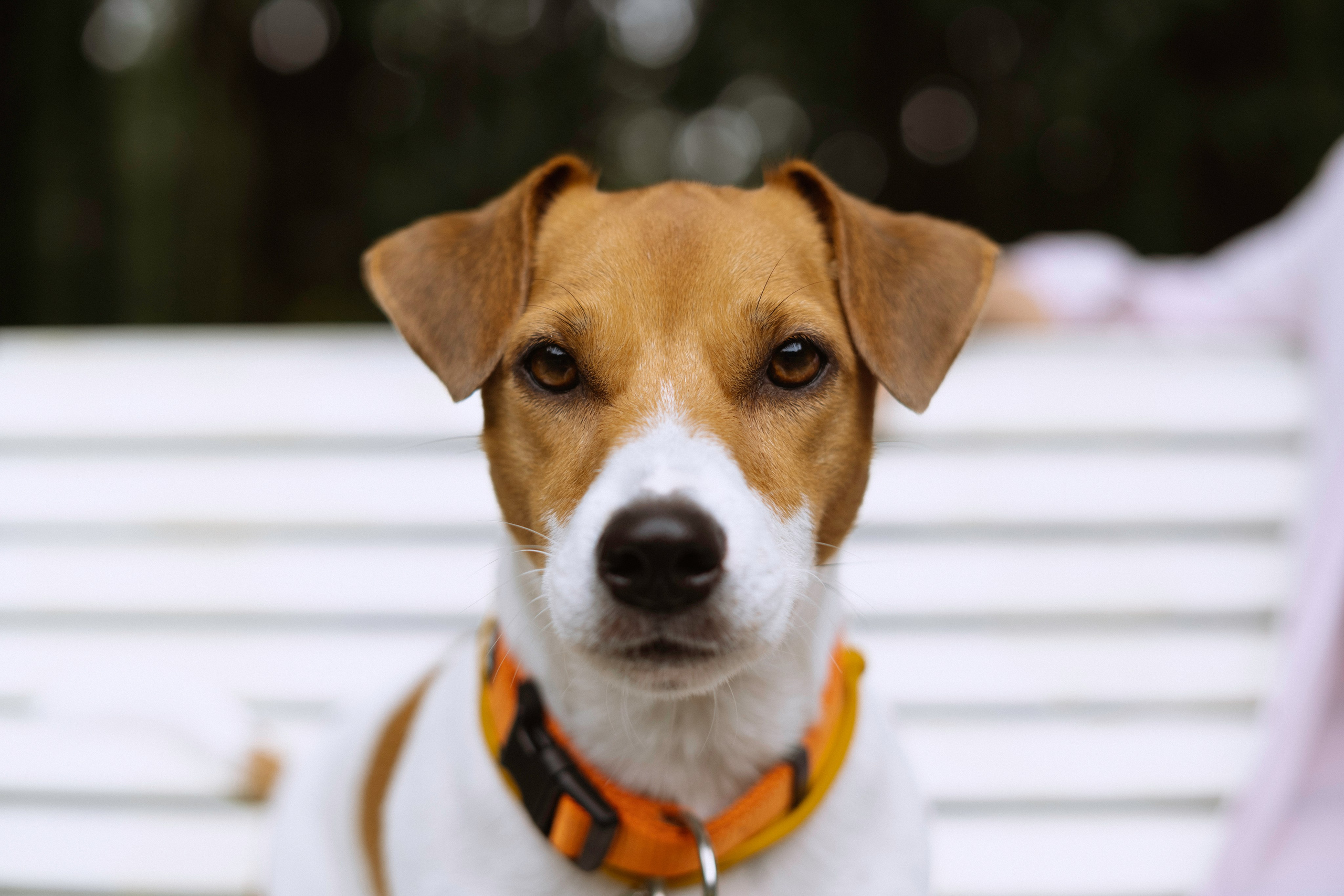 Катерина и Бруки. Фотограф в Москве Шалышко Ангелина