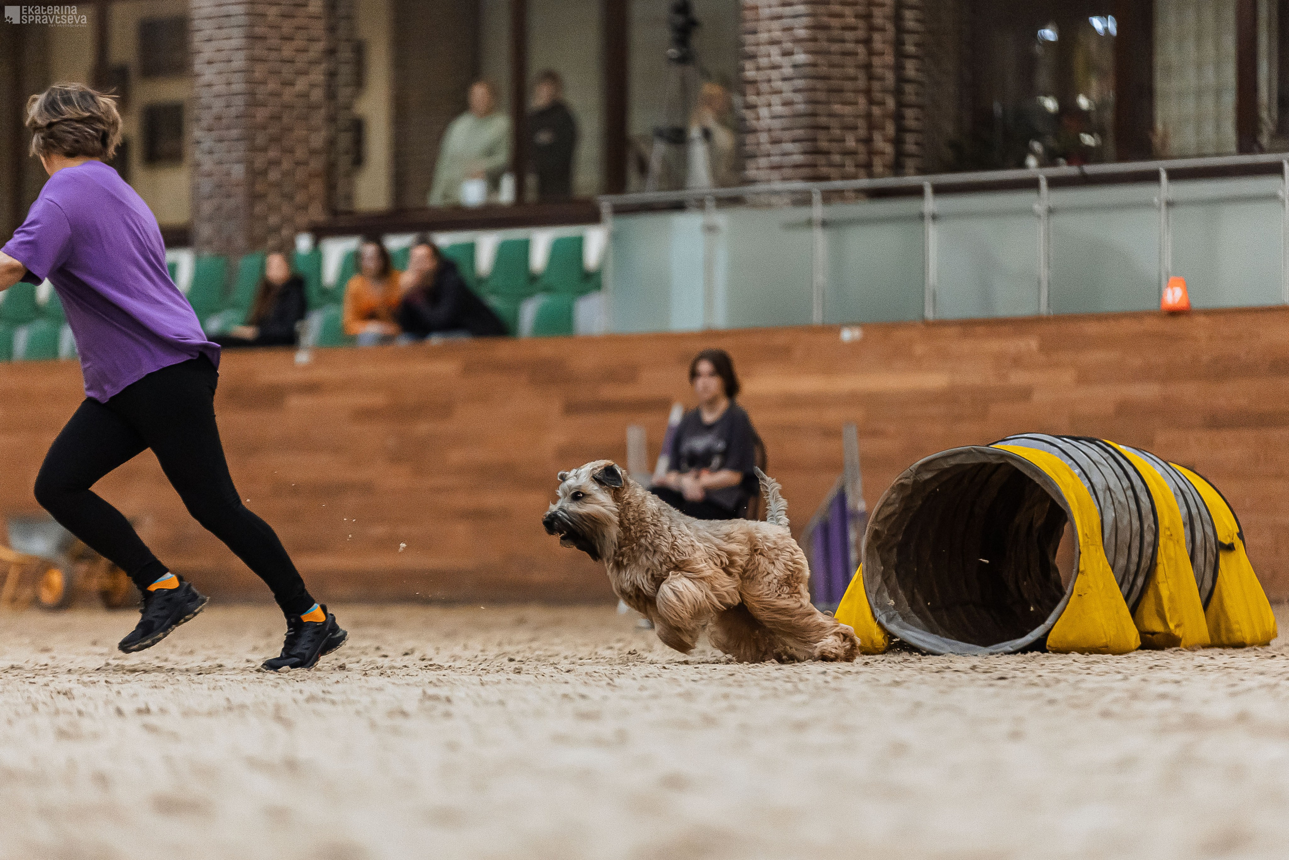 ЧРКФ Аджилити в Максима. Фотограф Анималист Екатерина Справцева в Нижнем Новгороде