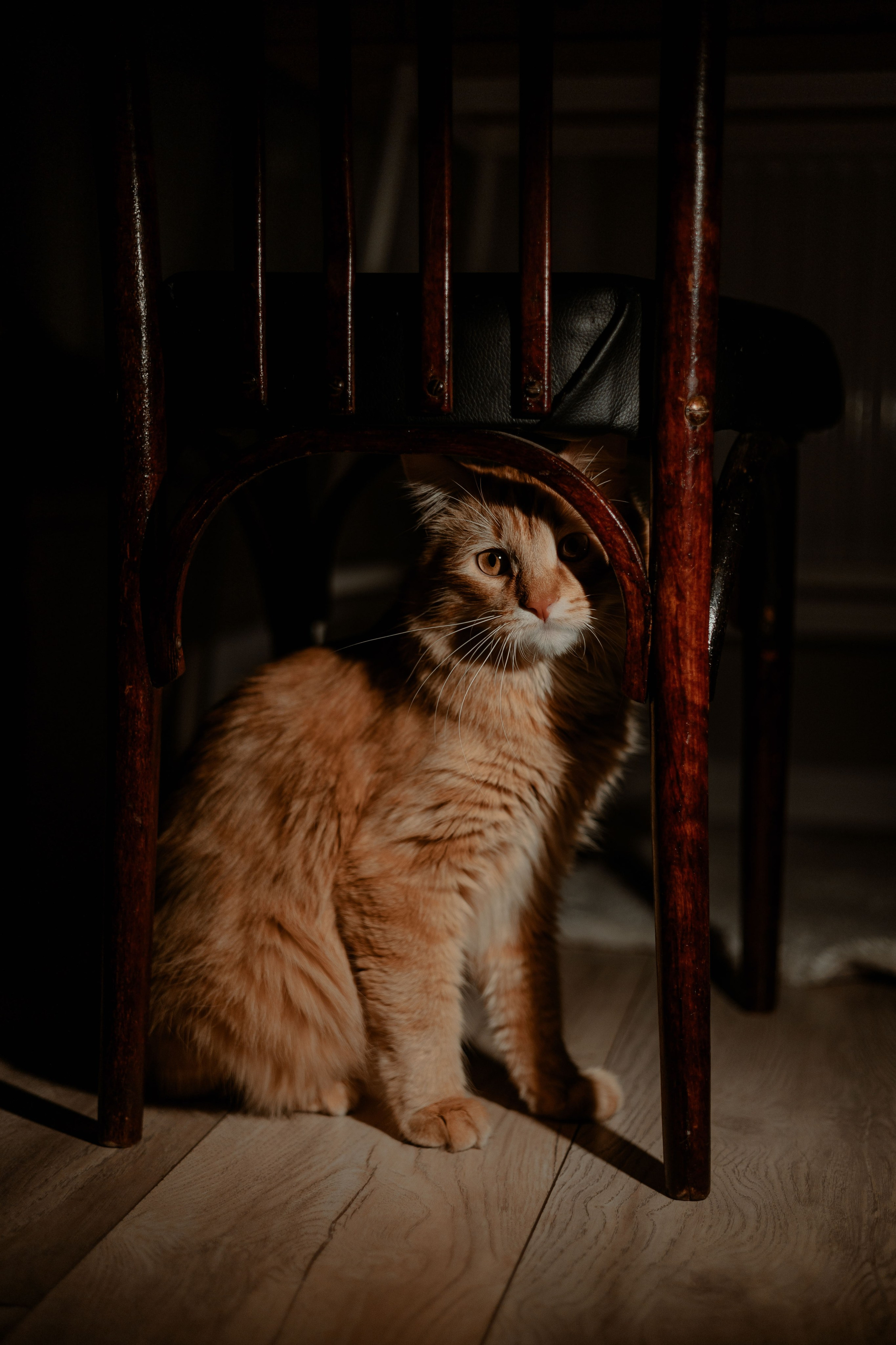 Екатерина Справцева фотограф анималист - портфолио фото. Фотограф Анималист Екатерина Справцева в Нижнем Новгороде