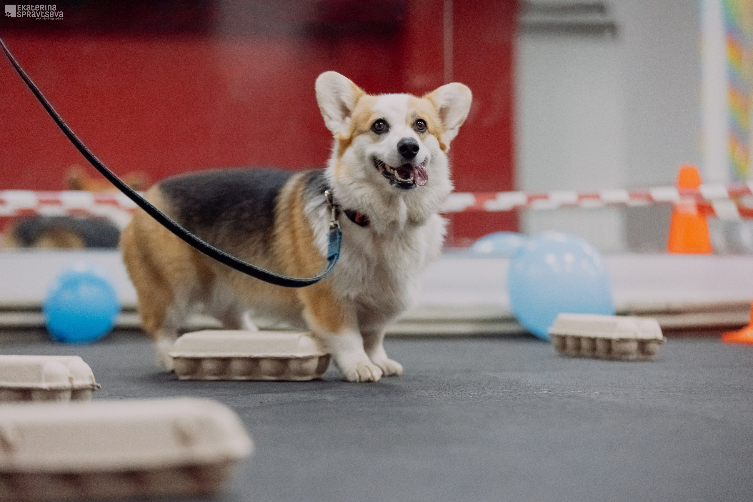 Праздник NoseWork. Фотограф Анималист Екатерина Справцева в Нижнем Новгороде