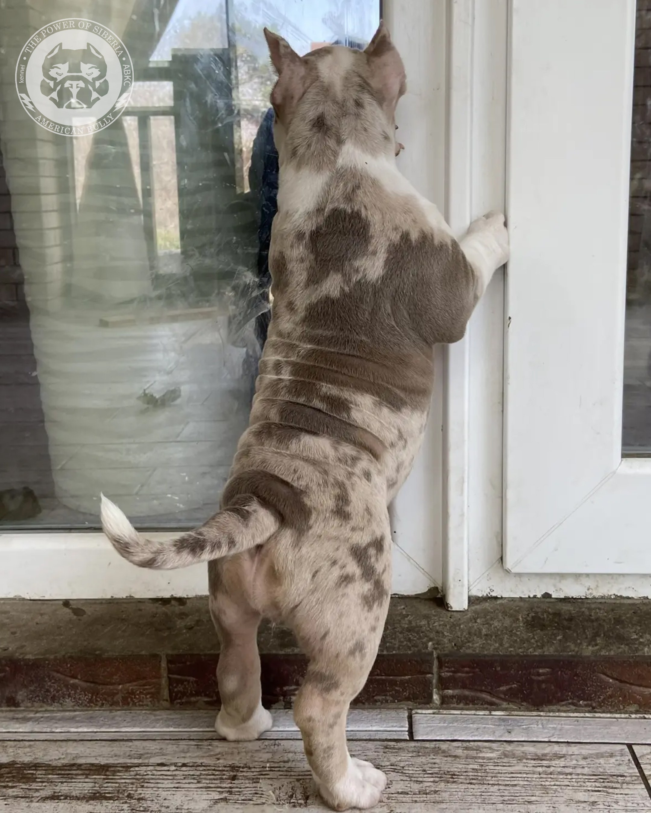 Свободные щенки Американский Булли, в типах покет, классик, стандарт. Американский Булли в г. Ростов-на-Дону. Питомник THE POWER OF SIBERIA