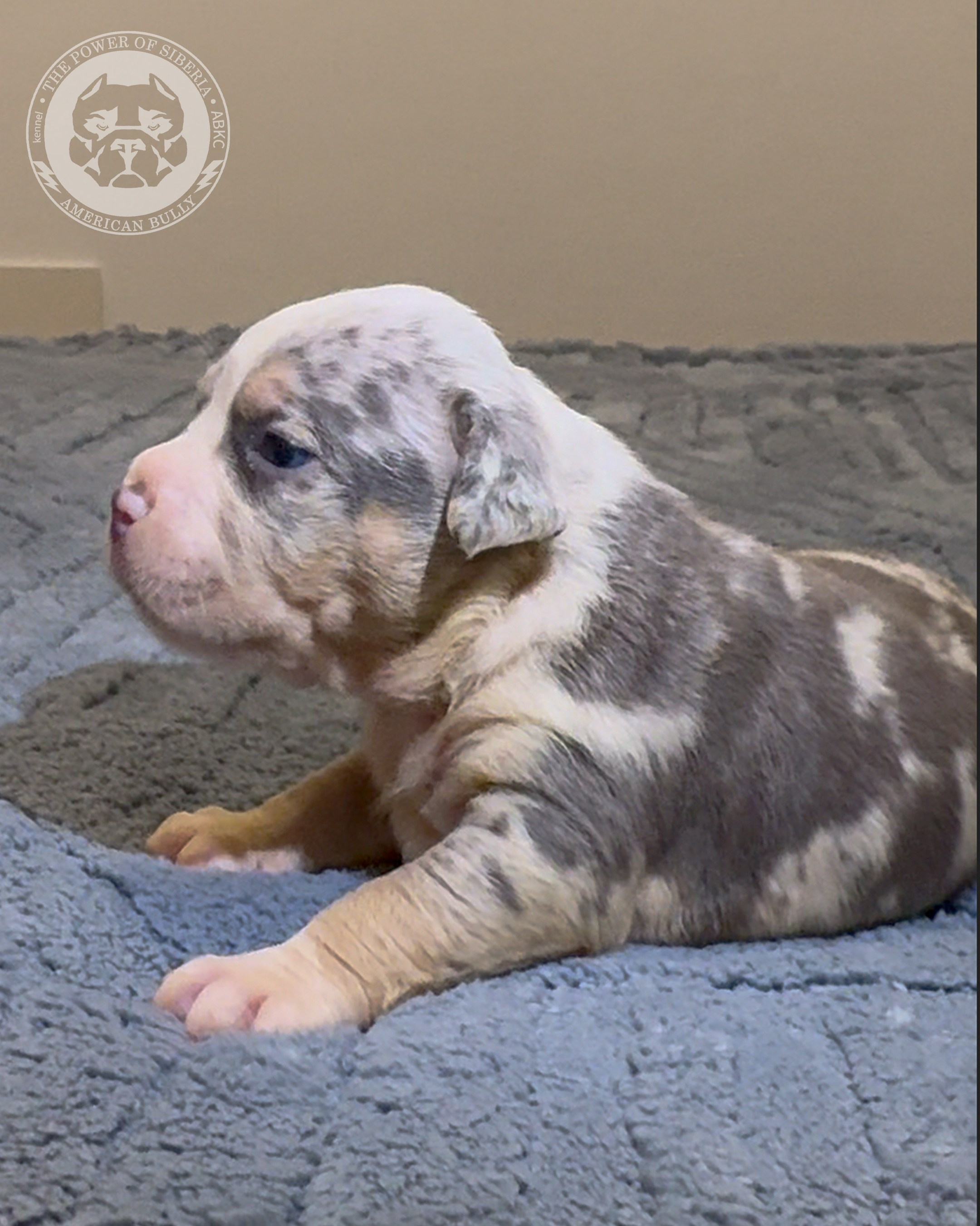 Свободные щенки Американский Булли, в типах покет, классик, стандарт. Американский Булли в г. Ростов-на-Дону. Питомник THE POWER OF SIBERIA