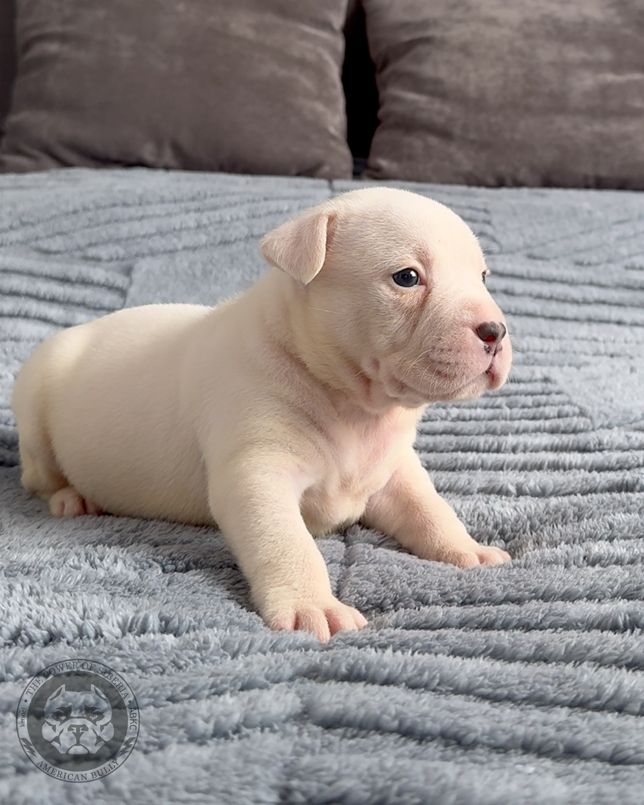 Свободные щенки Американский Булли, в типах покет, классик, стандарт. Американский Булли в г. Ростов-на-Дону. Питомник THE POWER OF SIBERIA