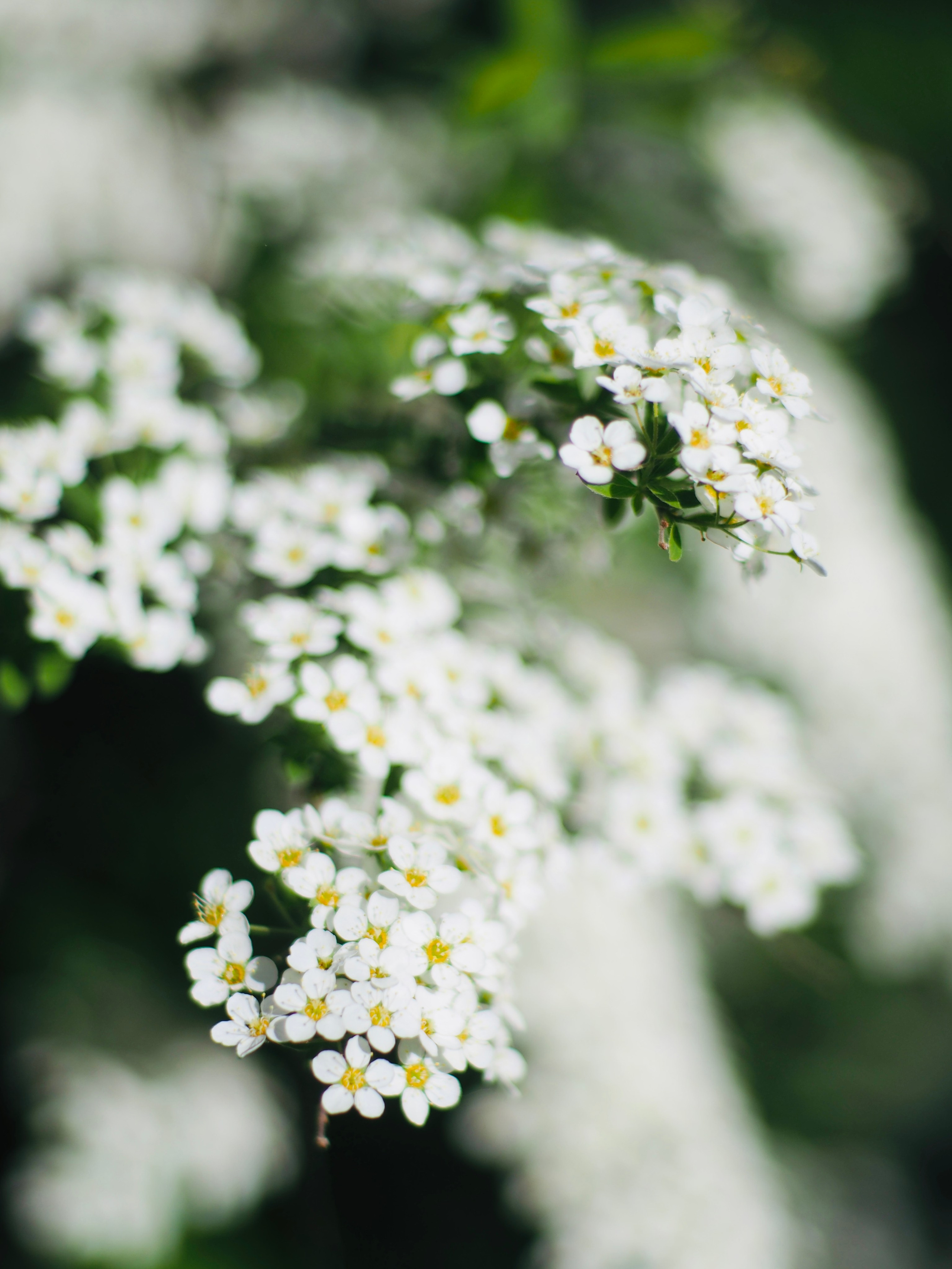 Природа/Животные