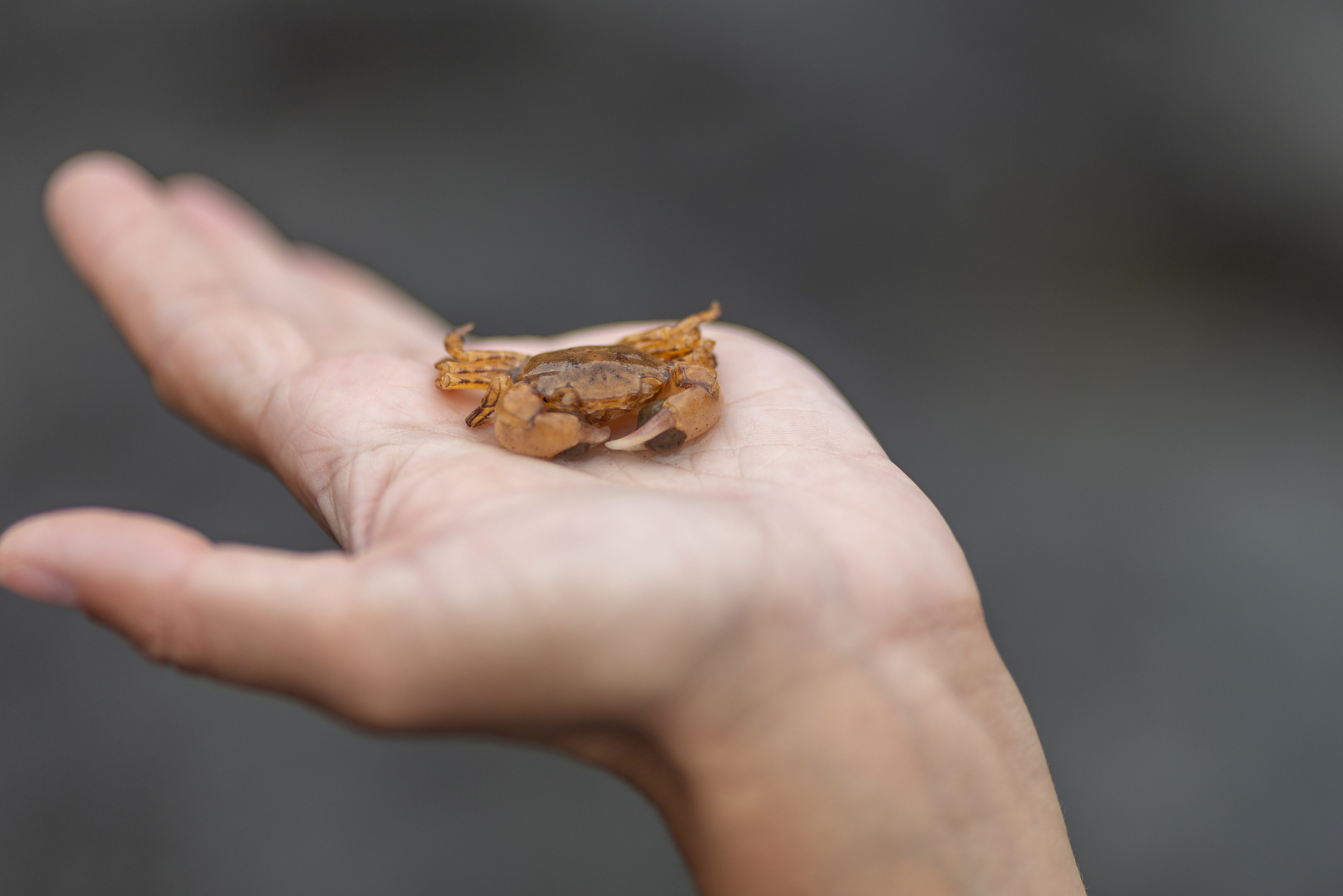 Шикотан. Тревел-фотограф Олег Гуров