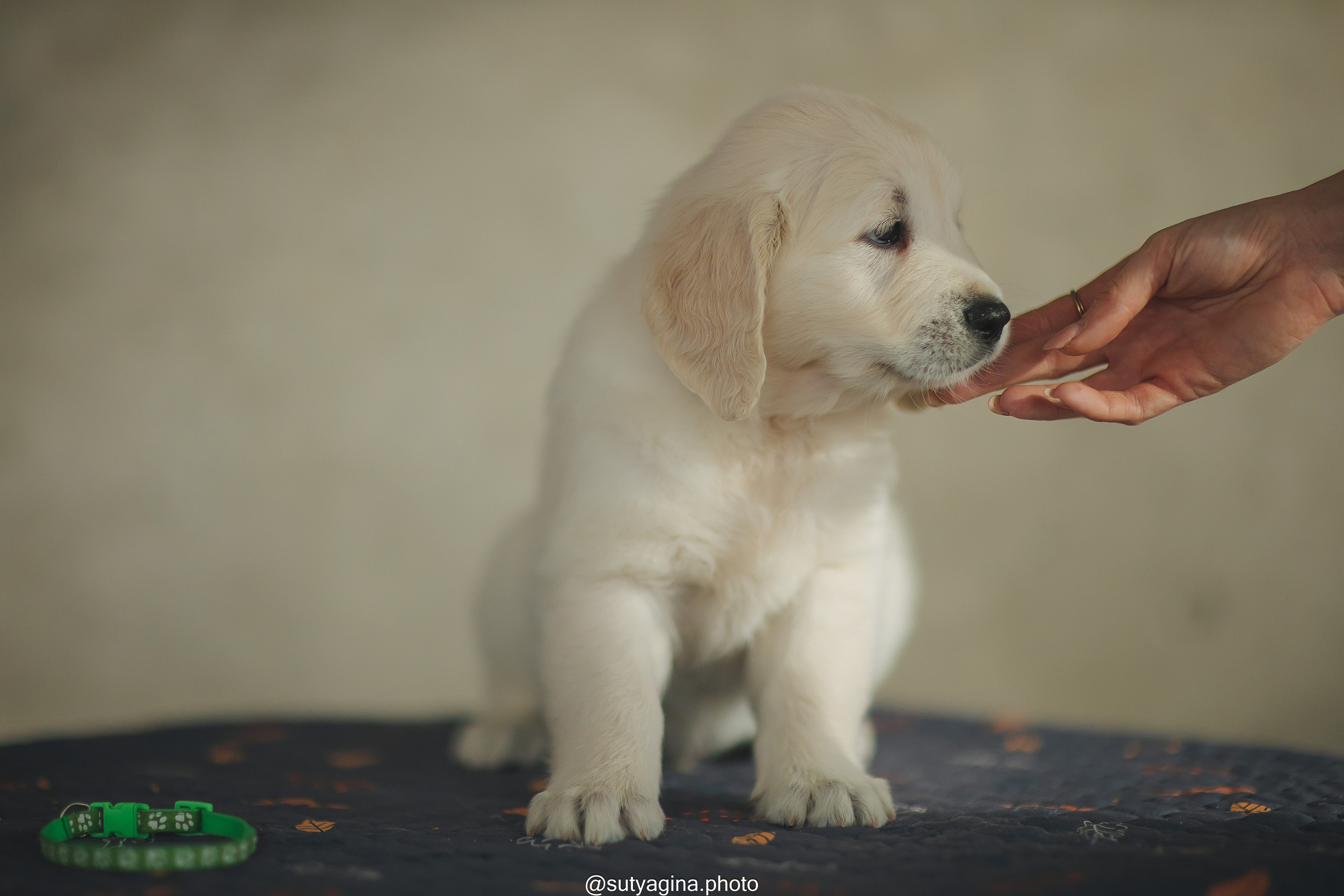 Зеленая лента. Свадебный и женский фотограф