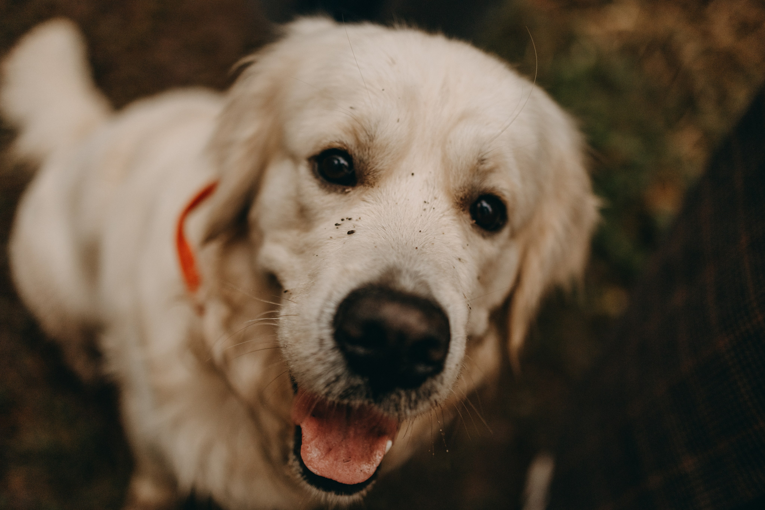 Лаки и его семья. Фотограф — Анималист | Санкт-Петербург