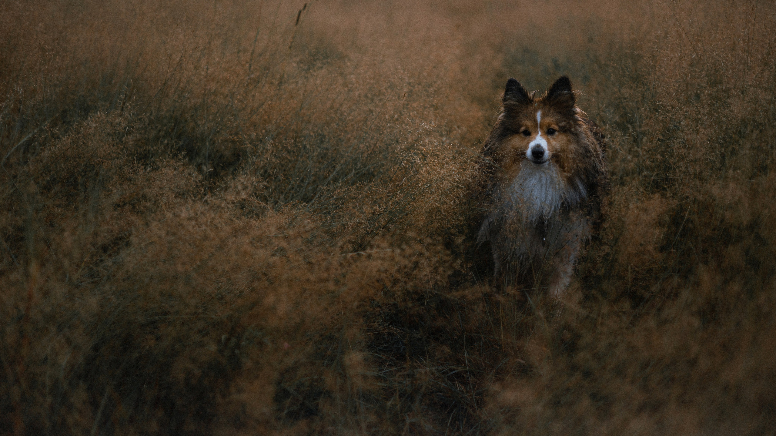 Аня и Скай. Фотограф-анималист Богданова Полина