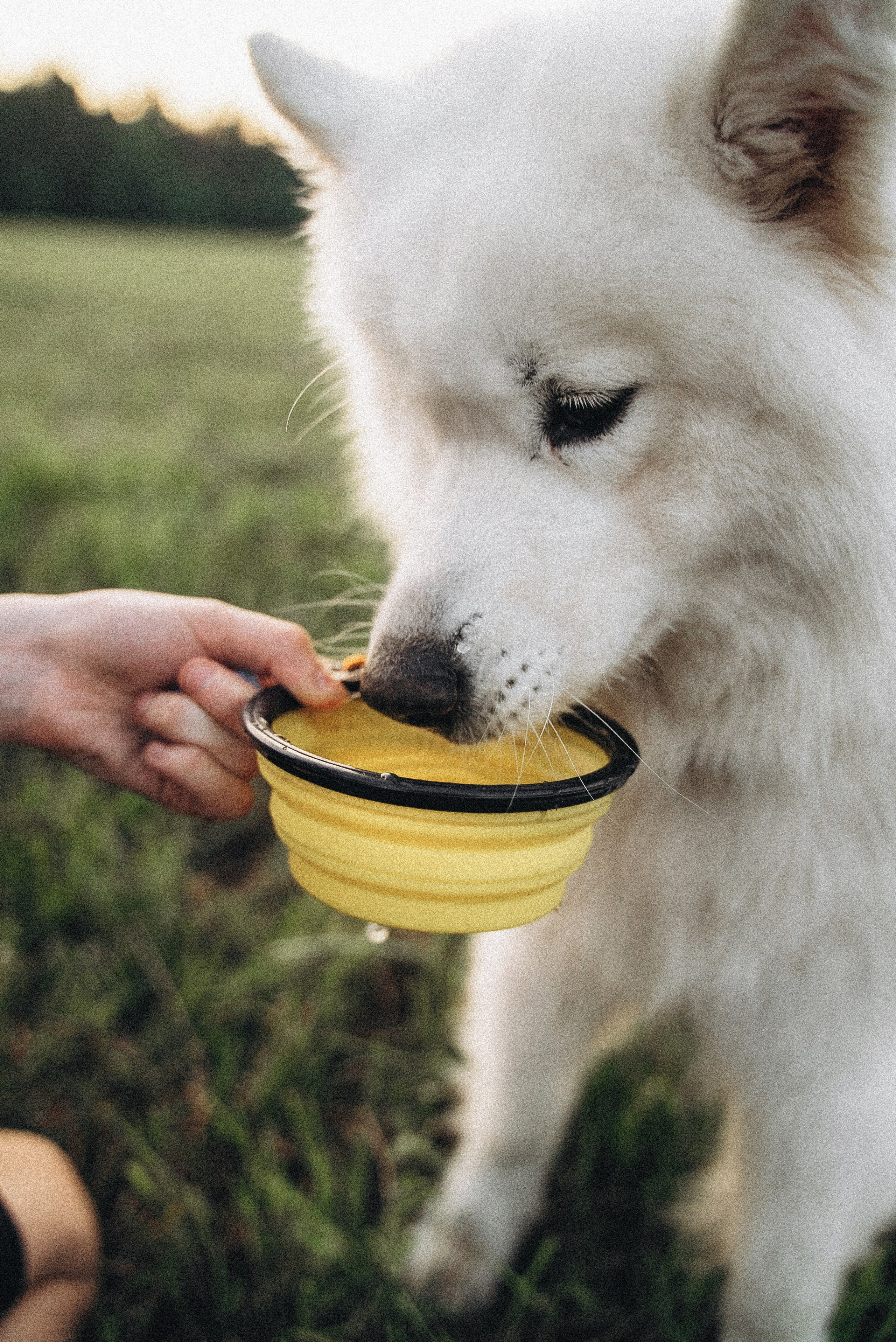Алёна и Челси. Фотограф-анималист Богданова Полина