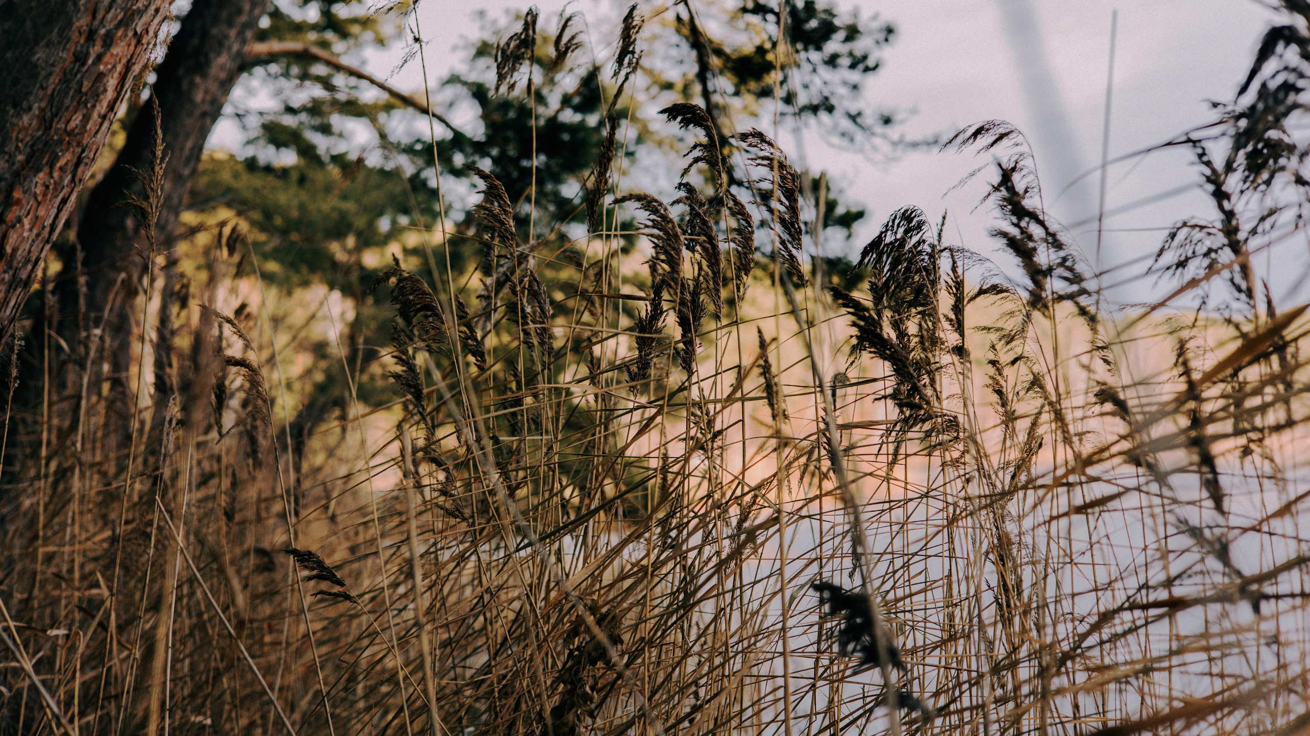 Полина и Сейви. Фотограф-анималист Богданова Полина