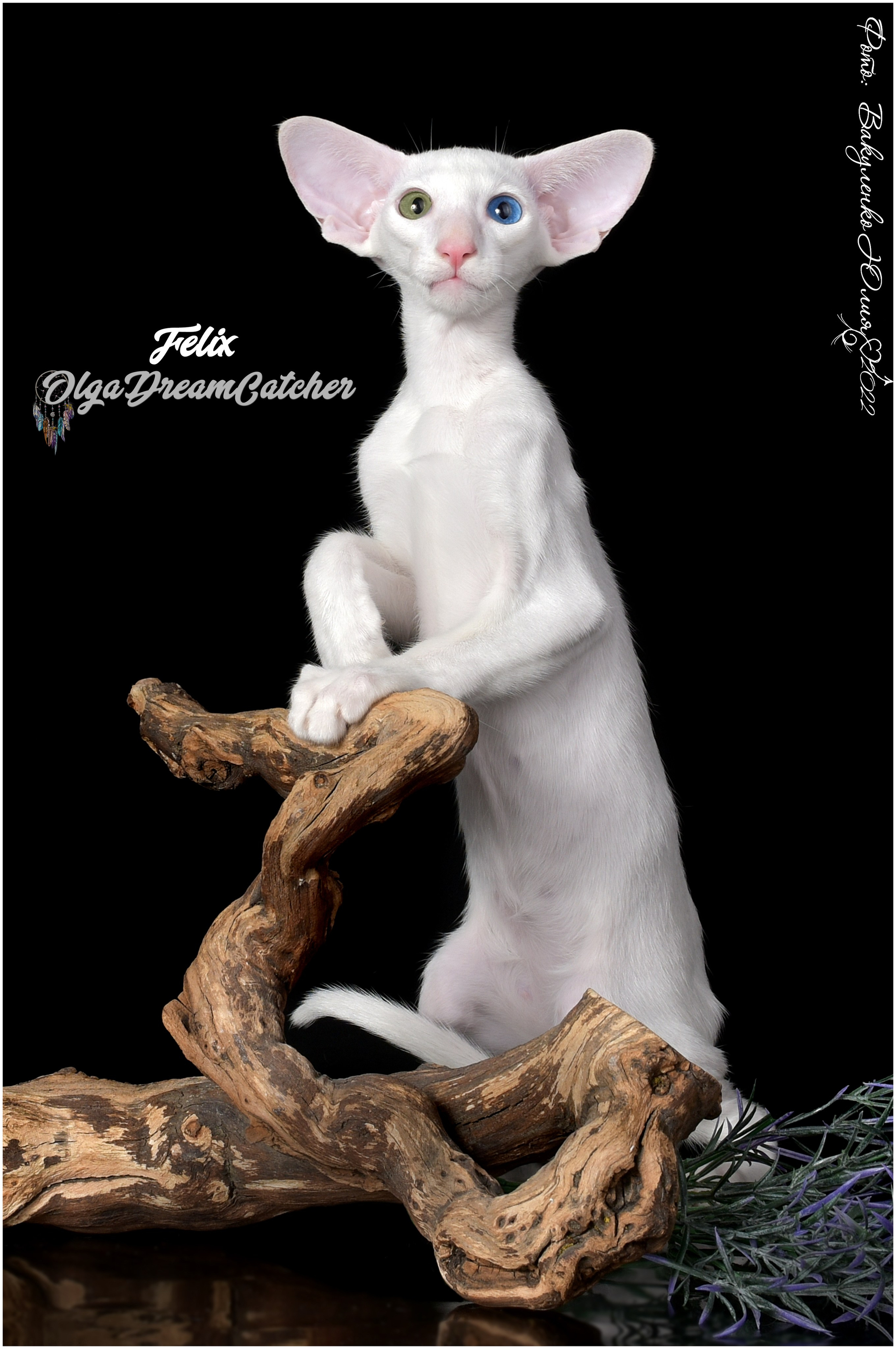 Котята. Фотограф анималист | семейный Юлия Вакуленко, г. Краснодар