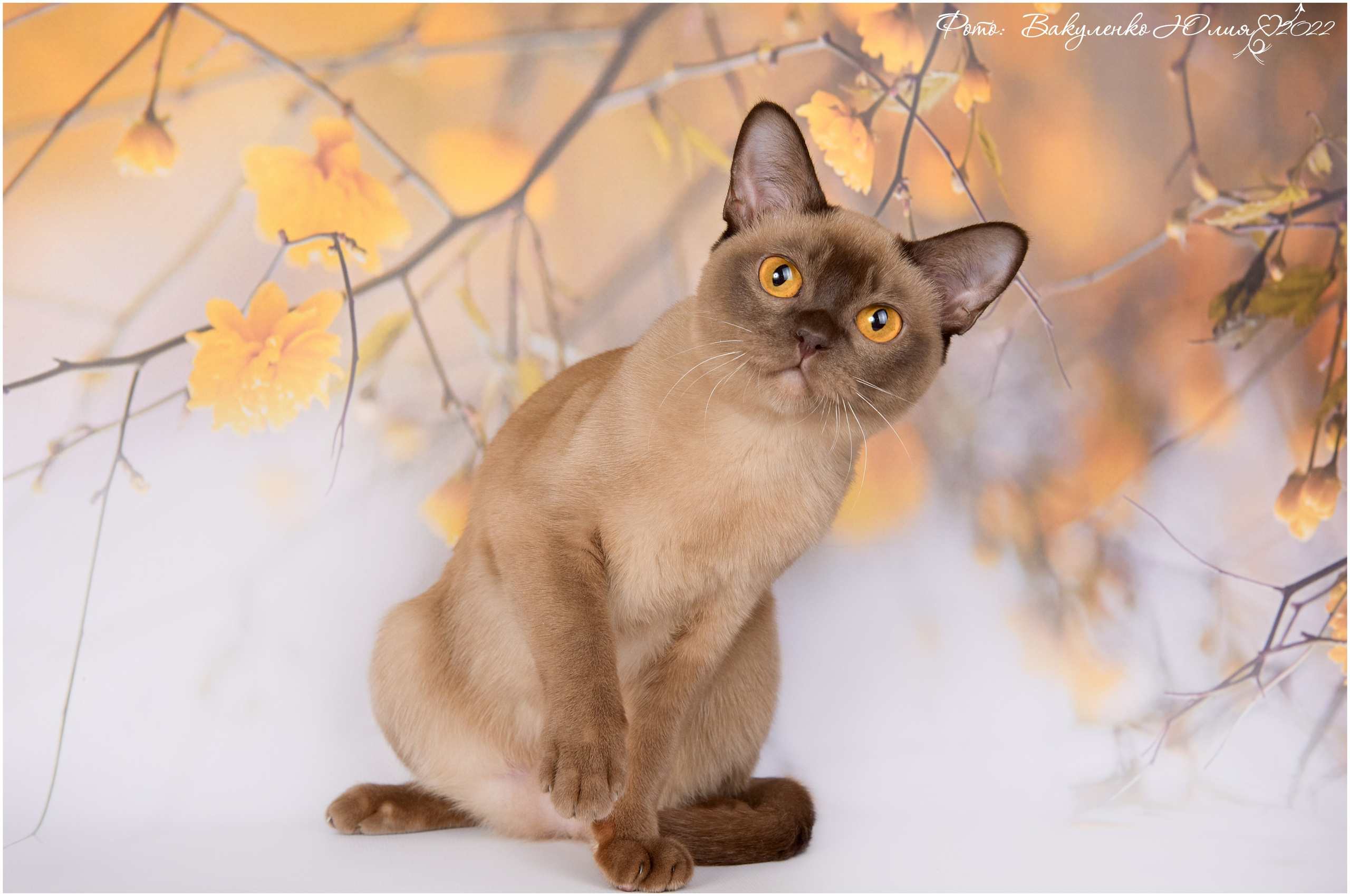 Взрослые. Фотограф анималист | семейный Юлия Вакуленко, г. Краснодар